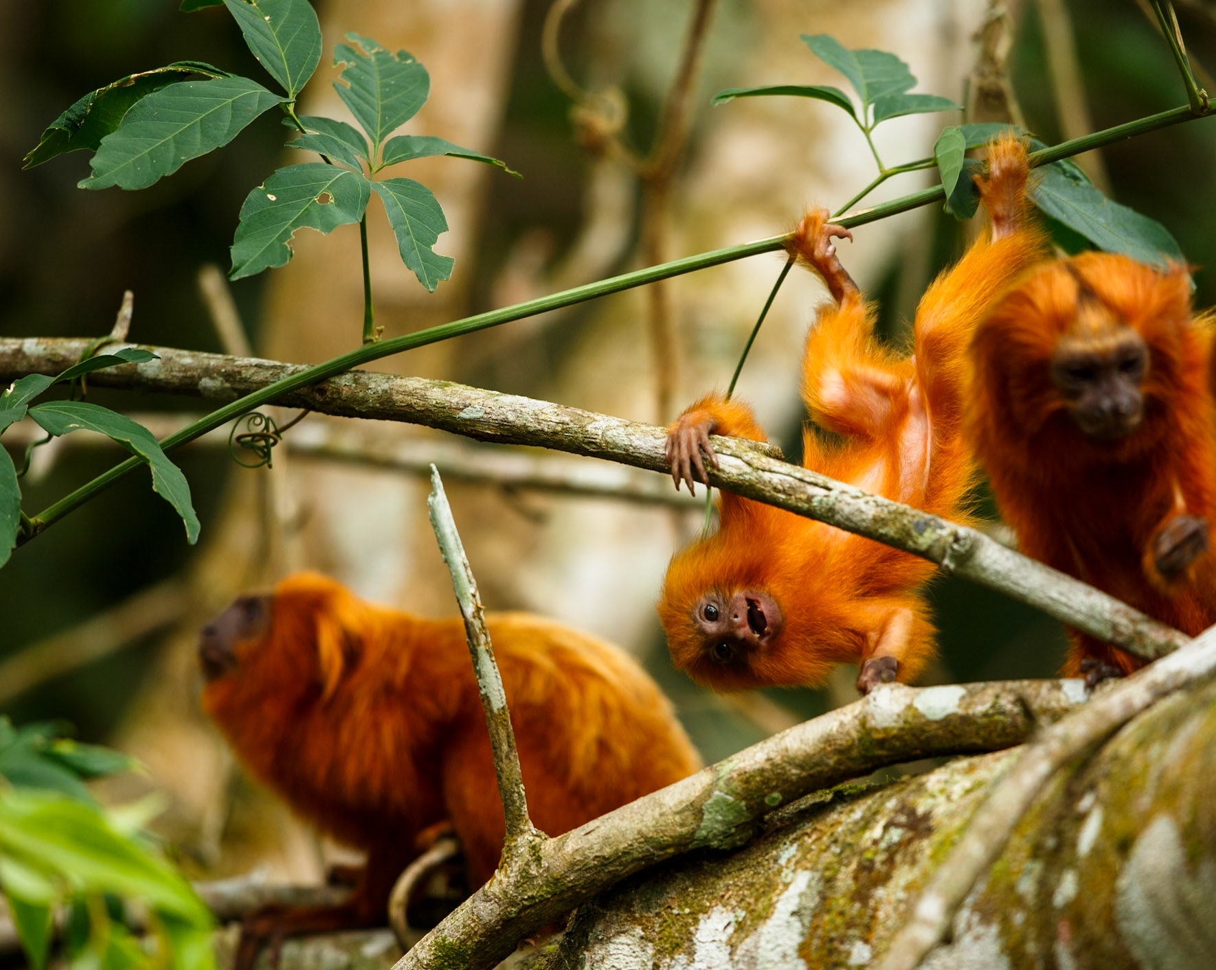 Golden Lion Tamarin (not in Pantanal)