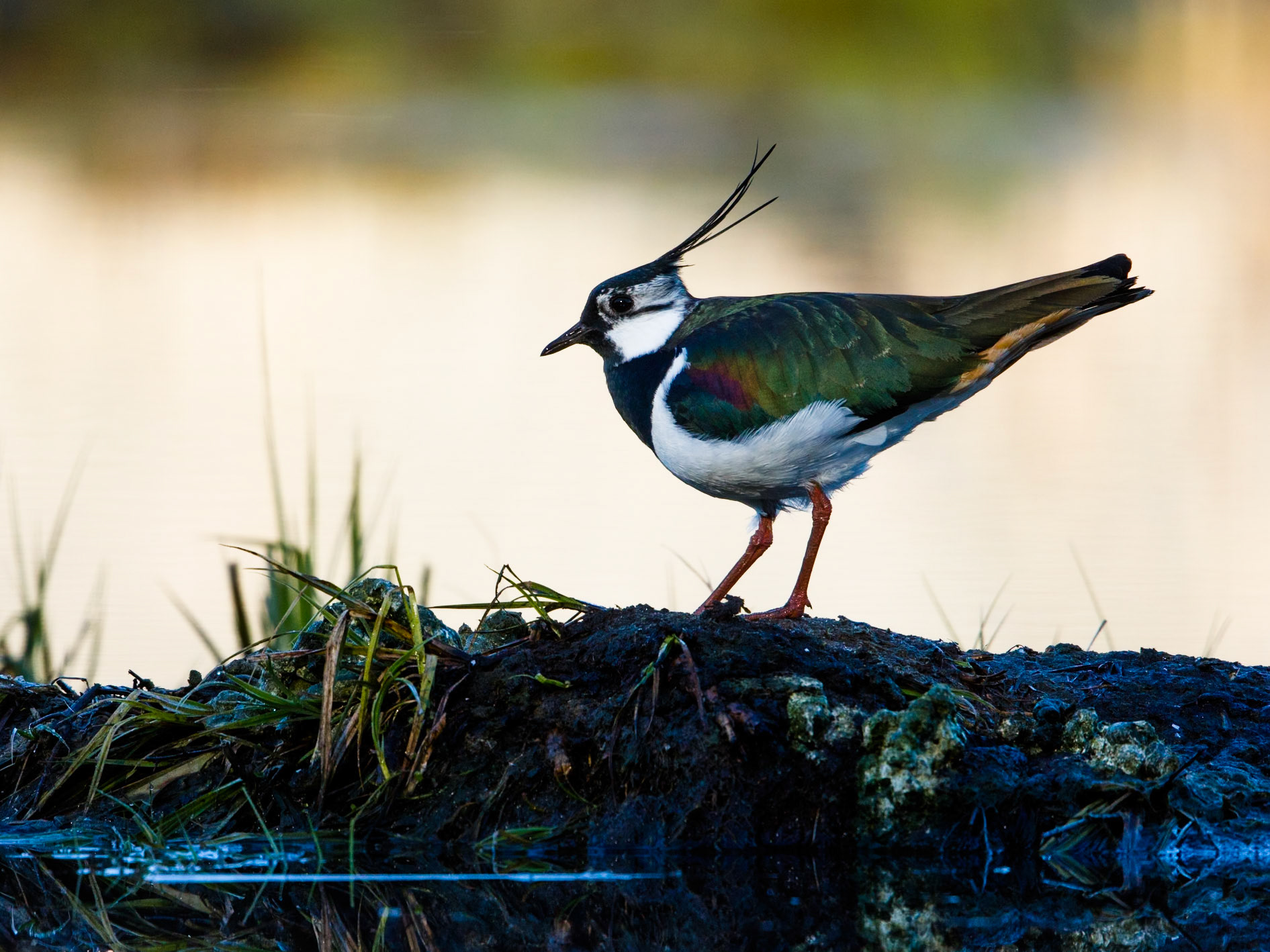 Northern Lapwing