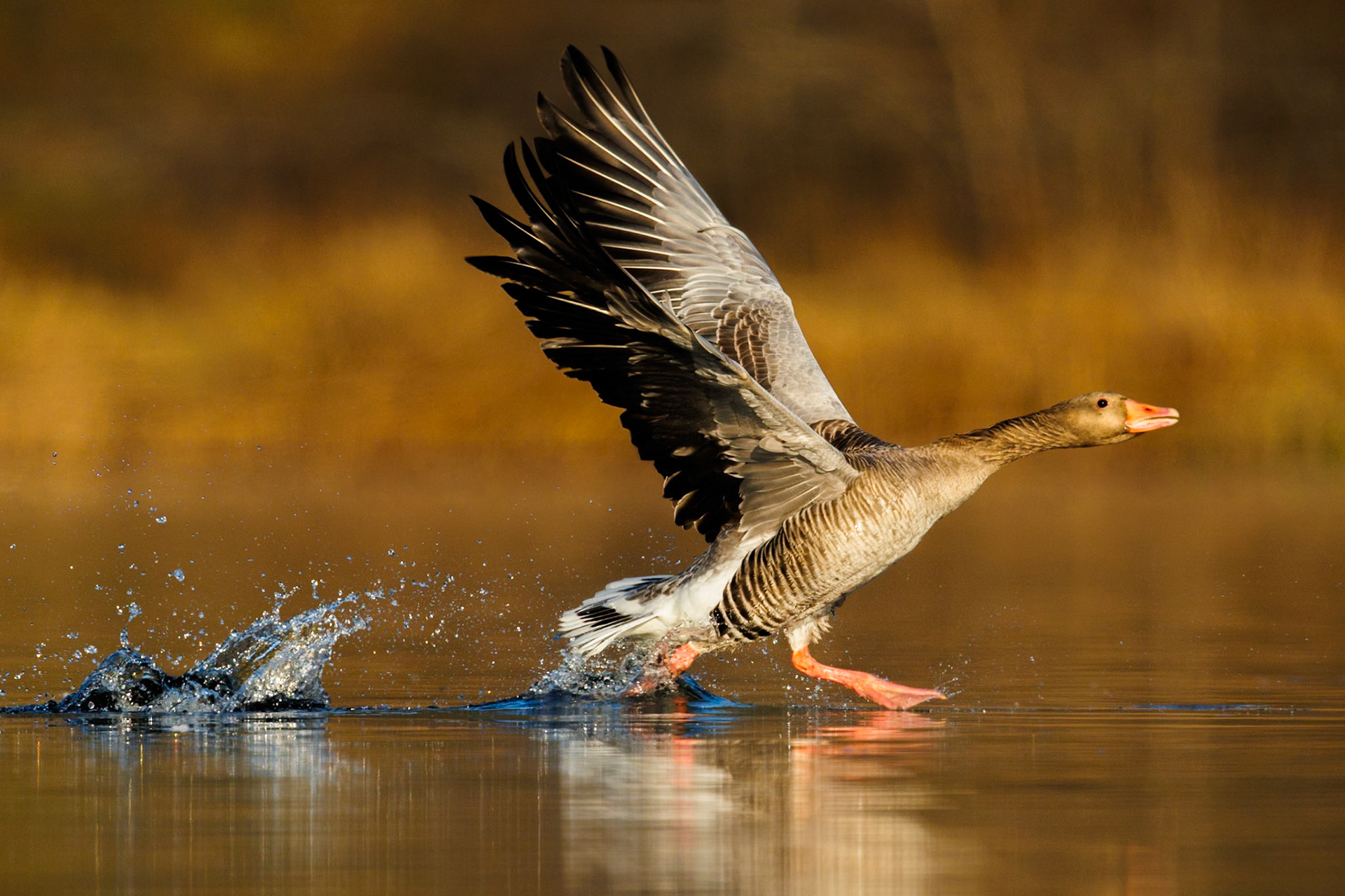 Greylag Goose