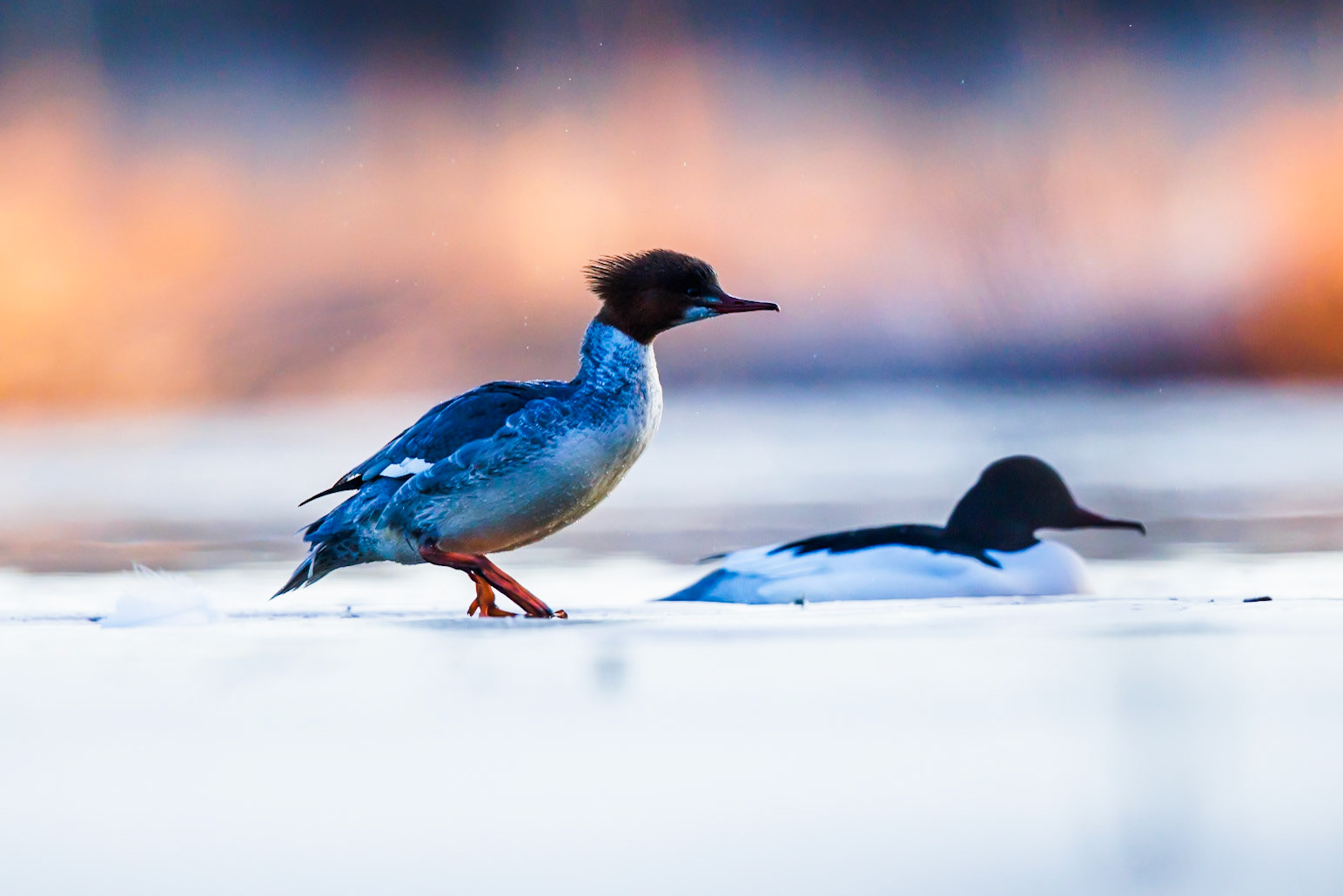 Common Merganser
