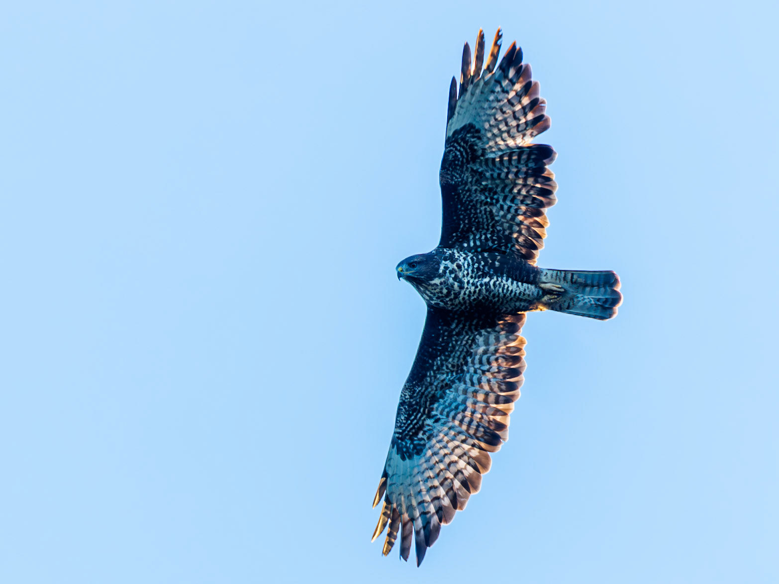Common buzzard