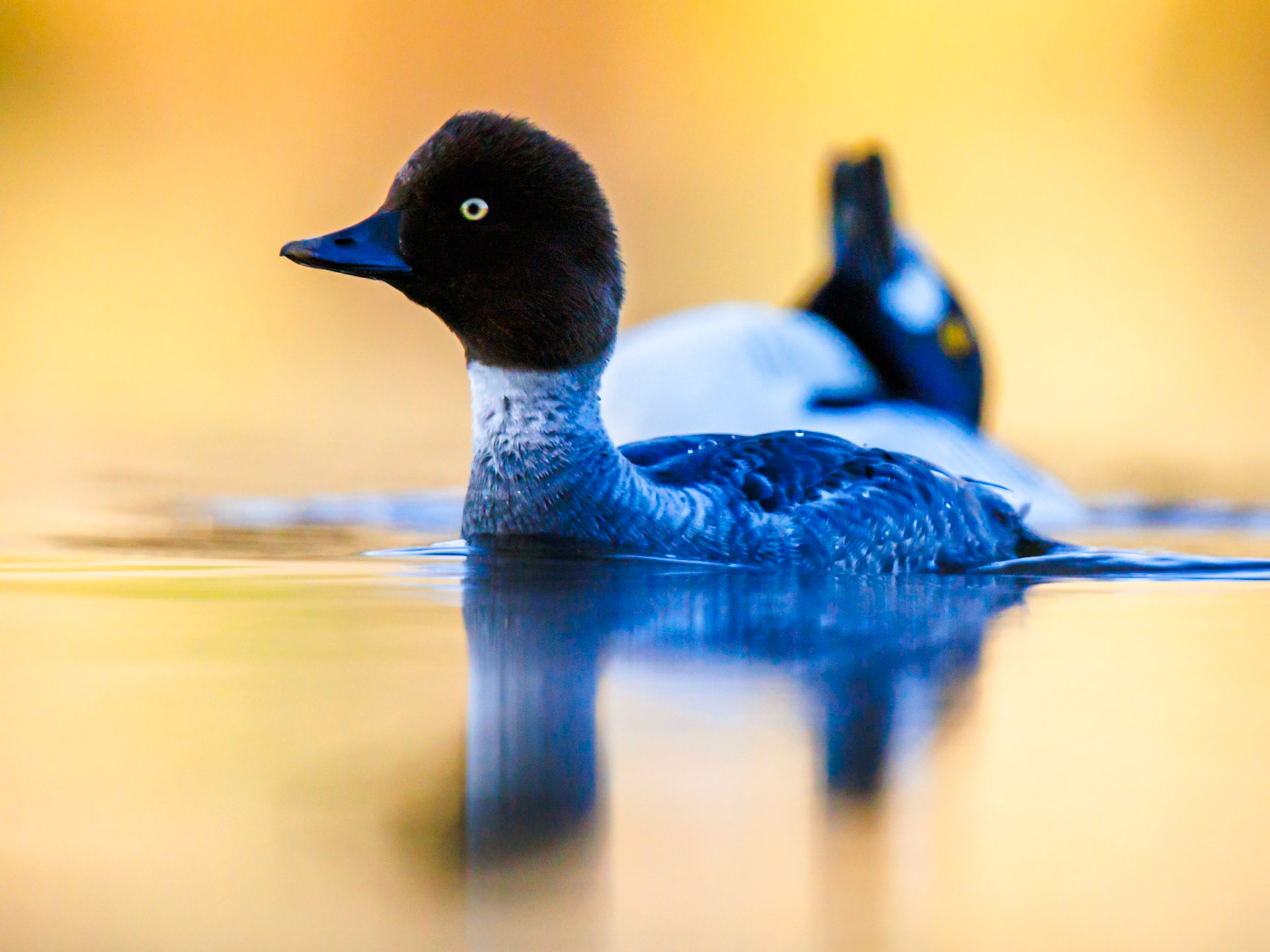 Common Goldeneye