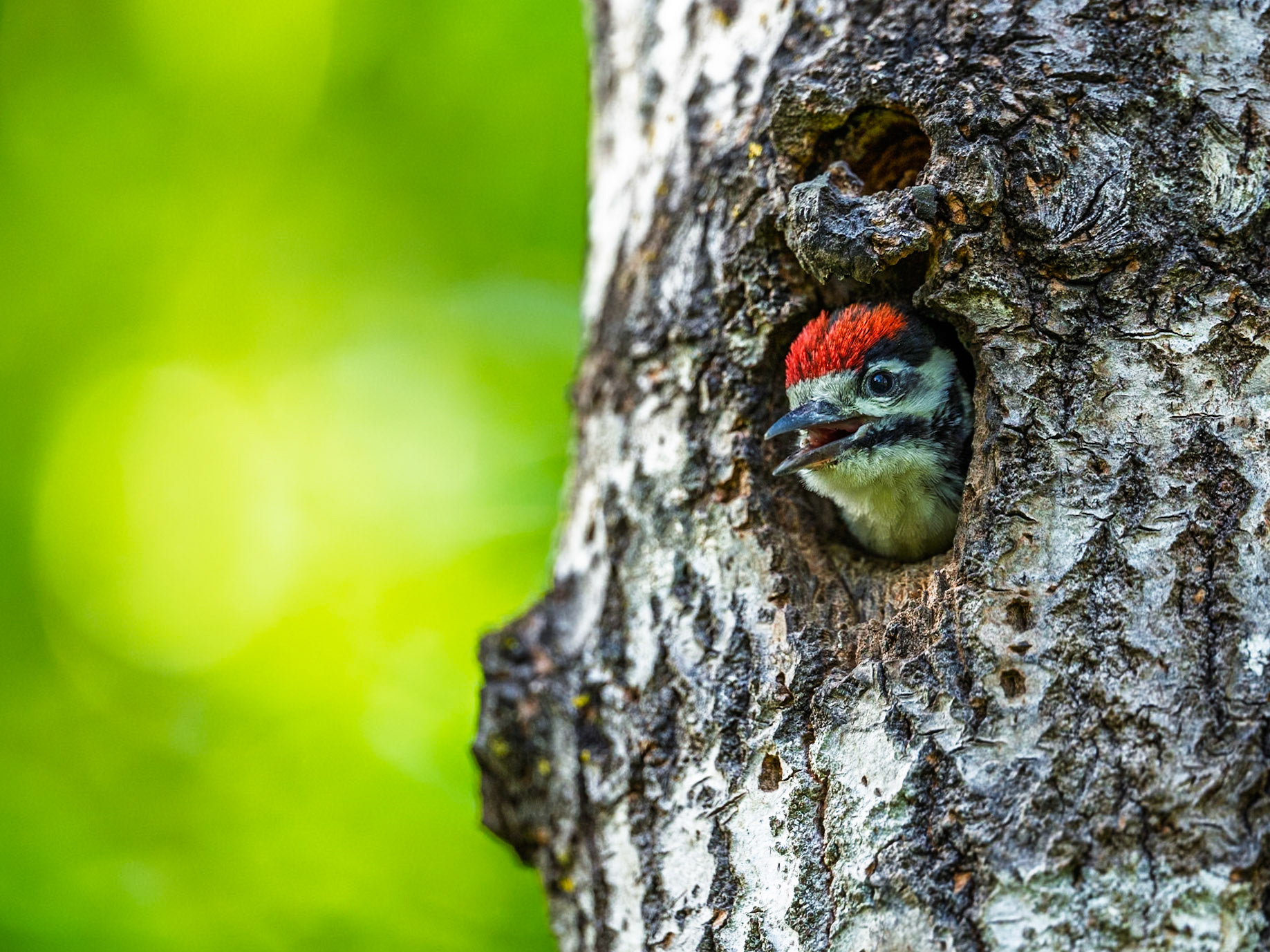 Great spotted woodpecker