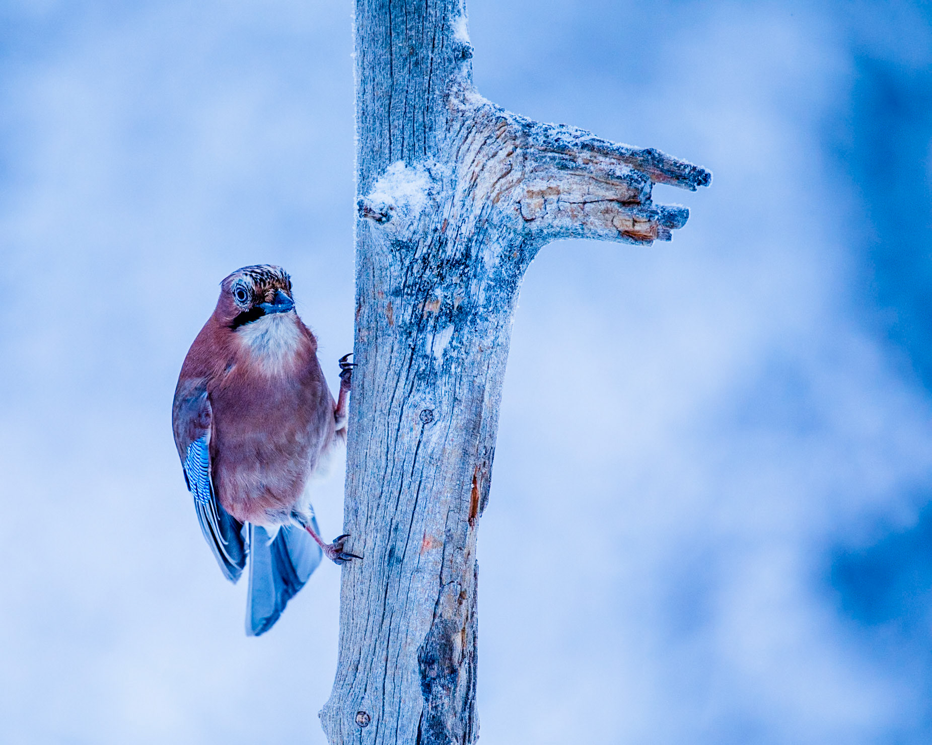 Eurasian Jay