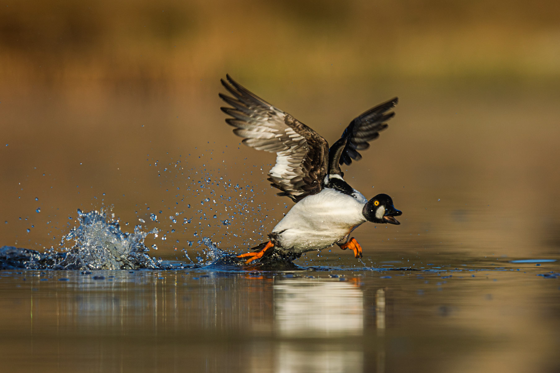 Common Goldeneye