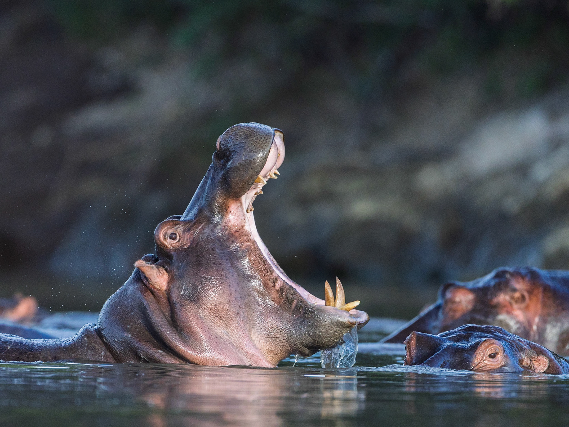 Hippos in Masai Mara 2026