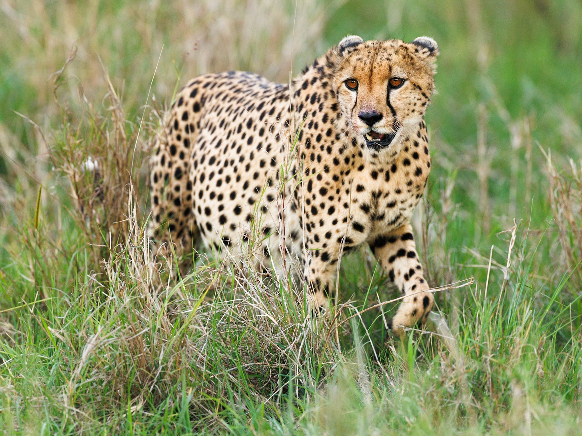 Cheetah in Masai Mara 2026