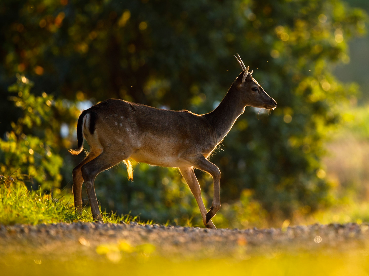 Fallow Deer