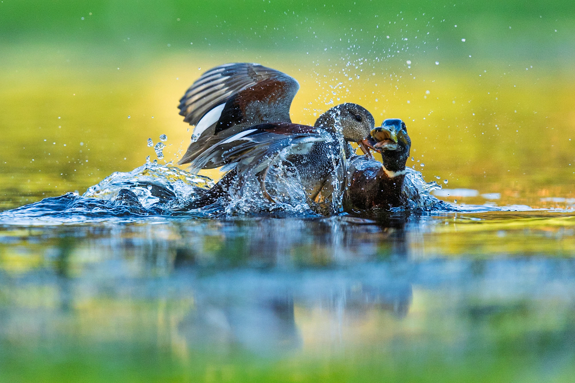 Gadwall vs Mallard