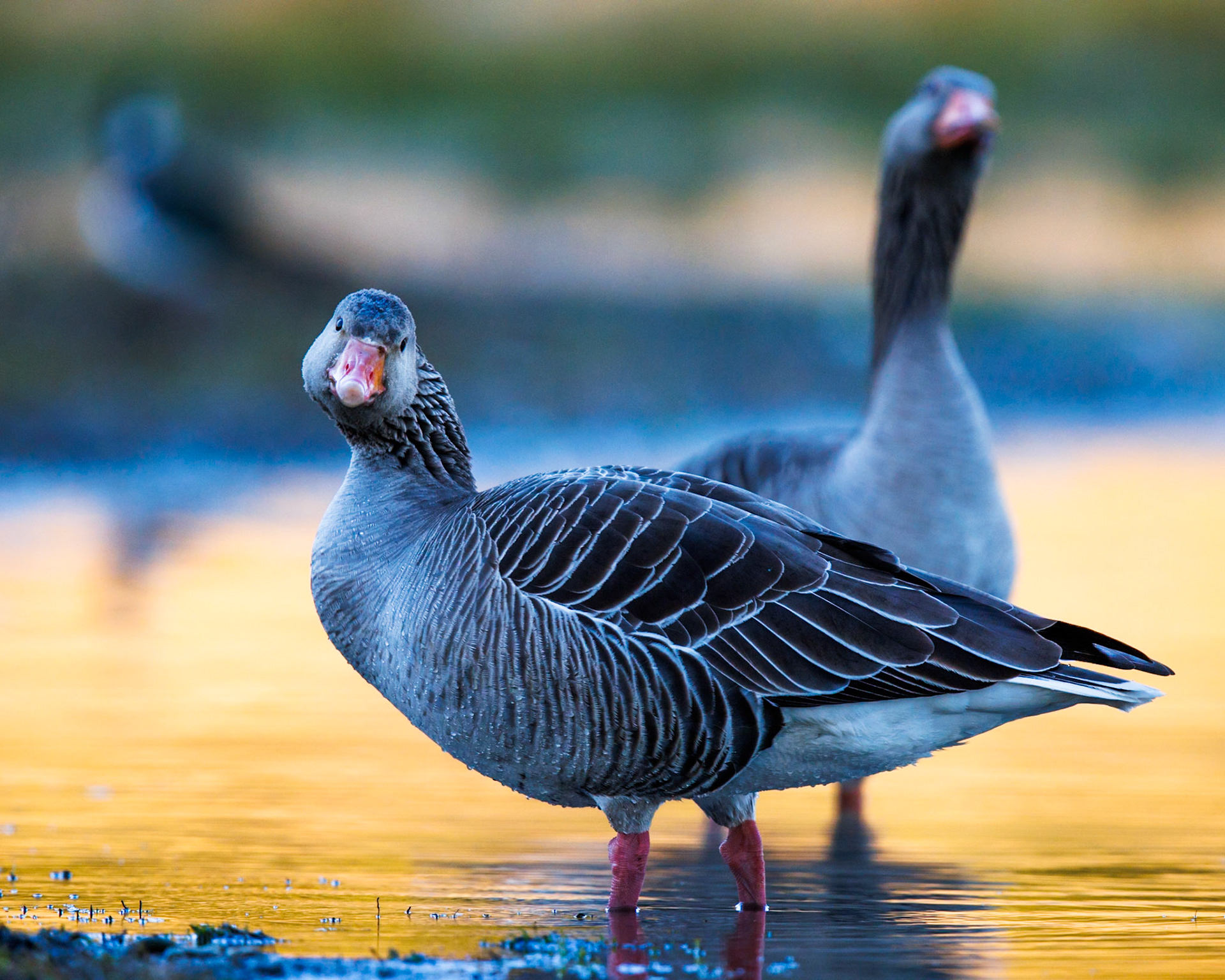 Greylag Goose