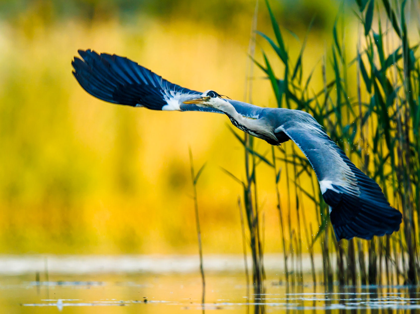 Grey Heron