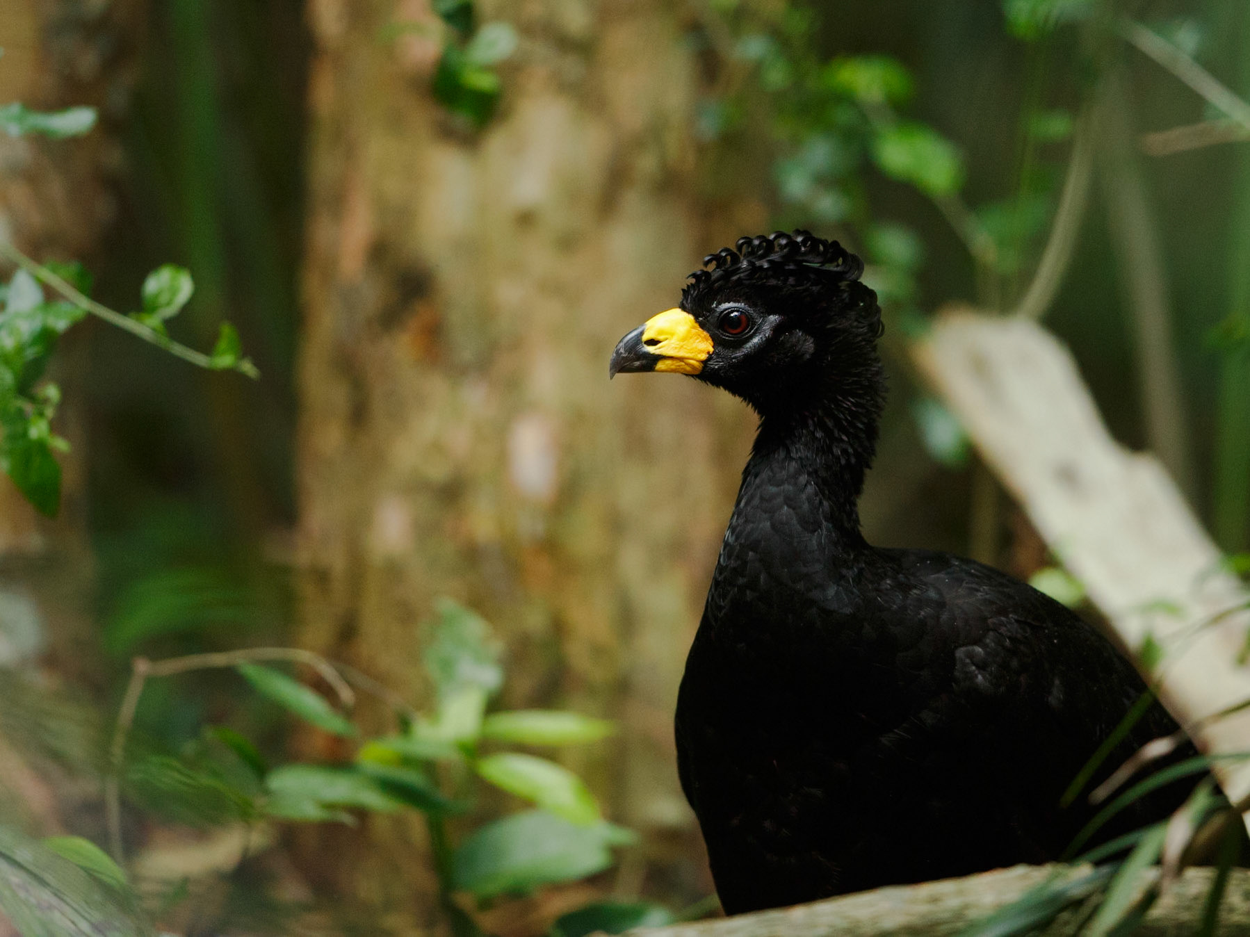 Bare-Faced Currasow