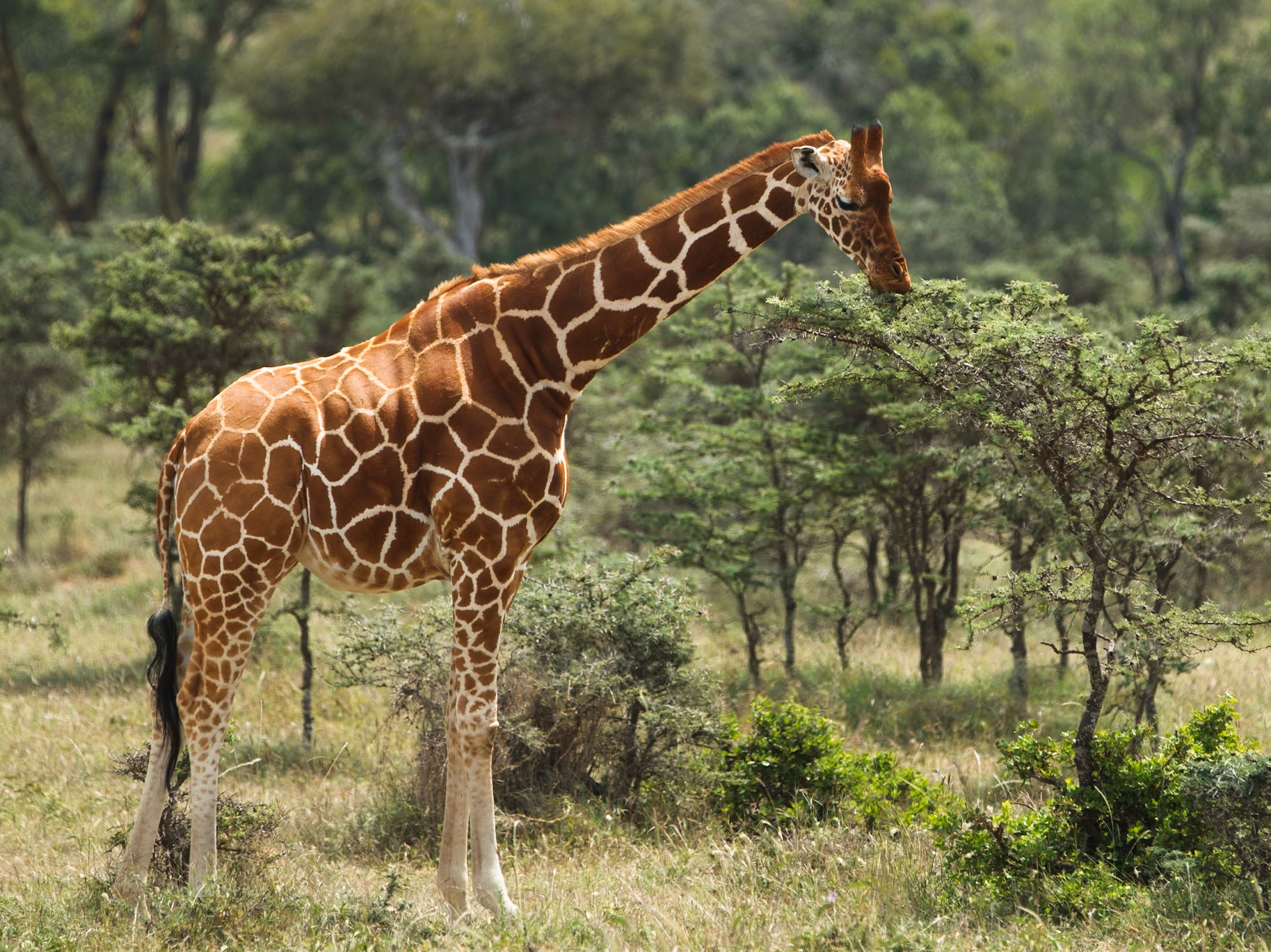 Giraffe