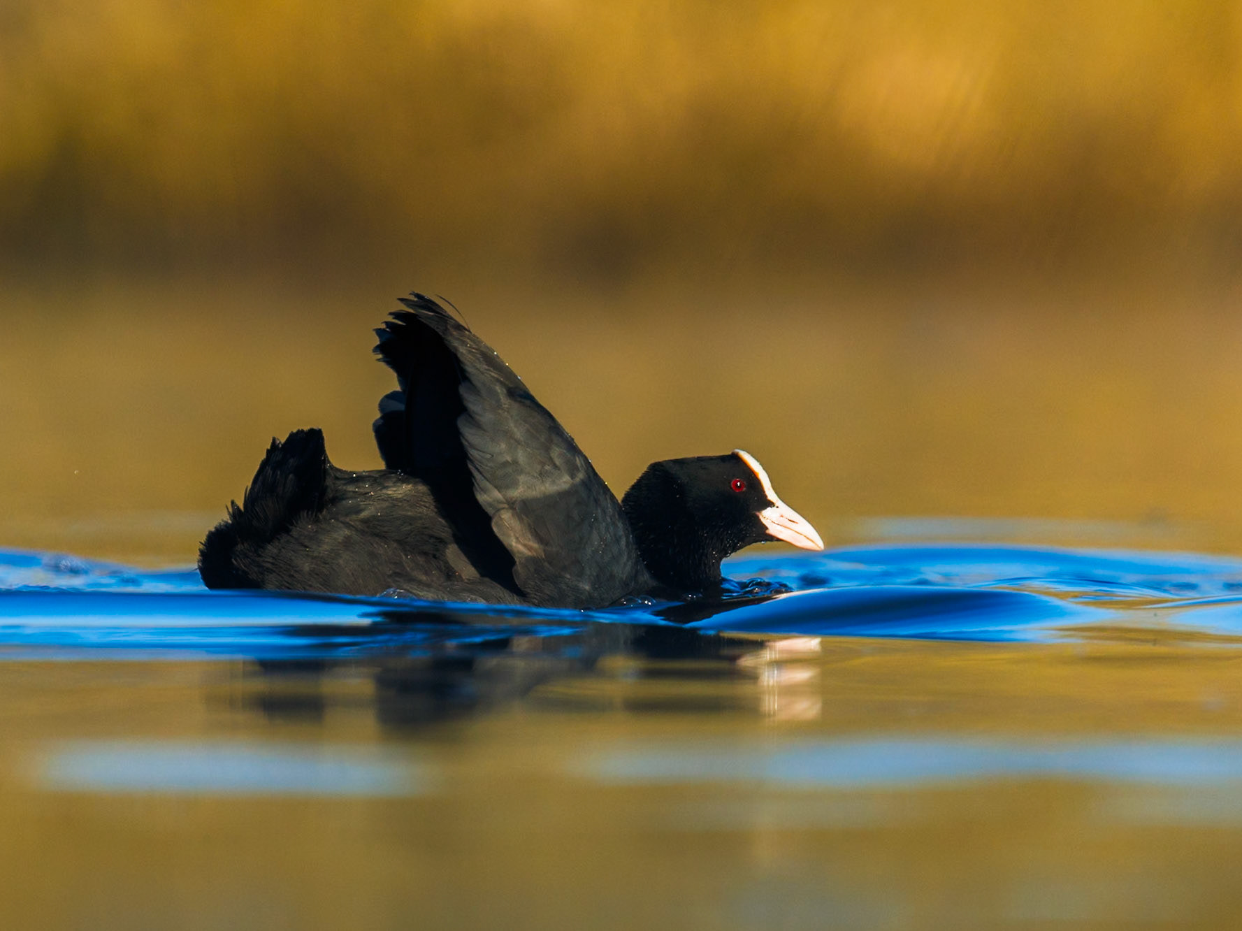 Eurasian Coot