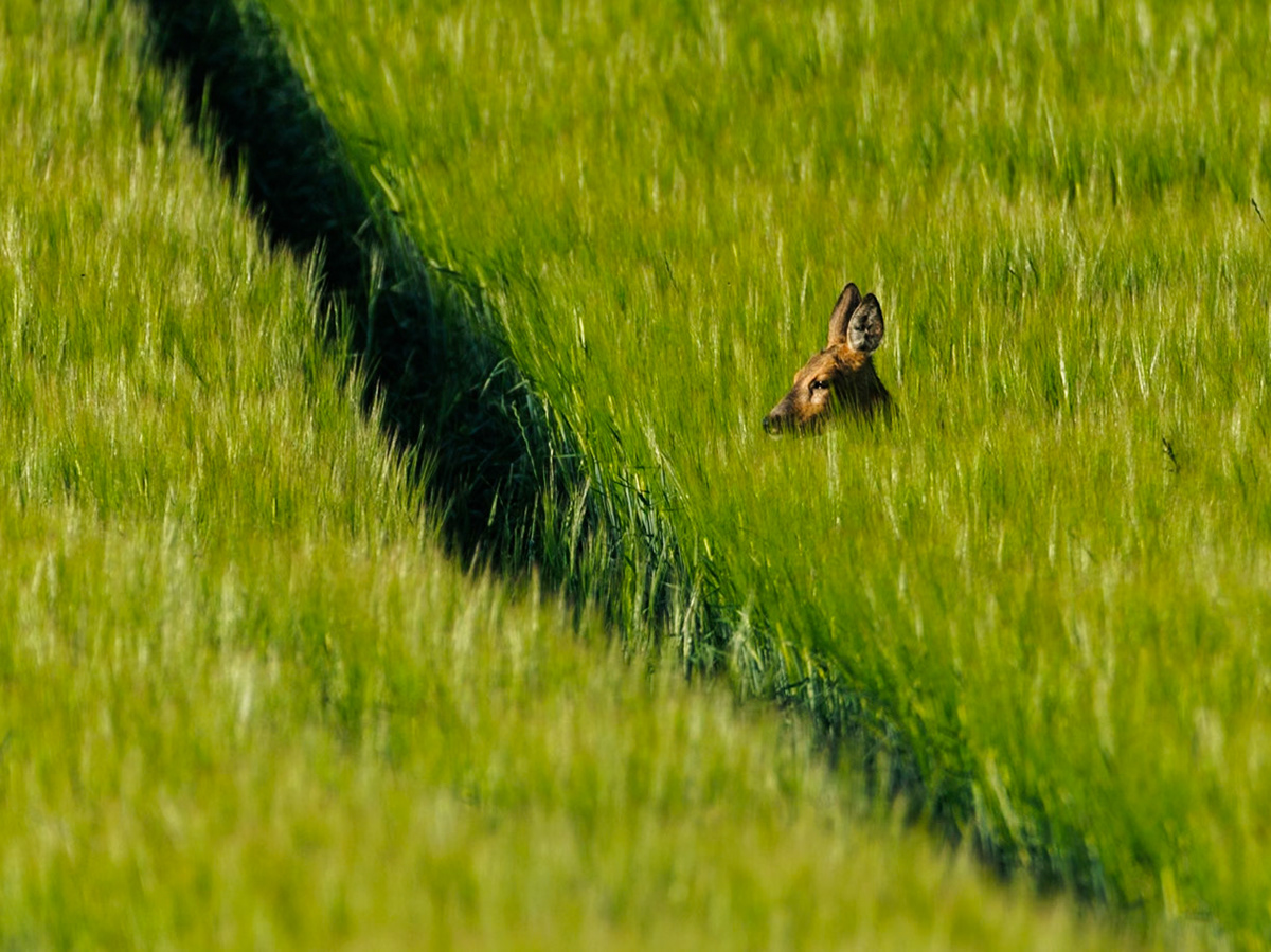 Roe Deer