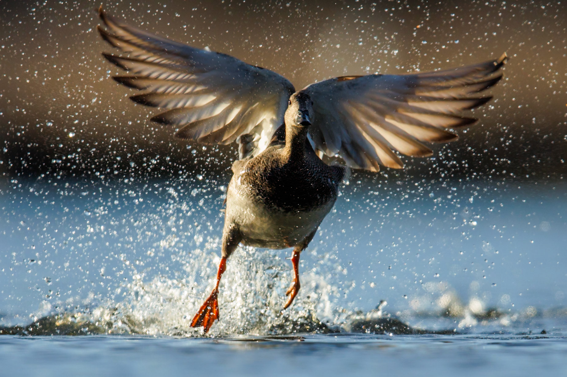 Gadwall