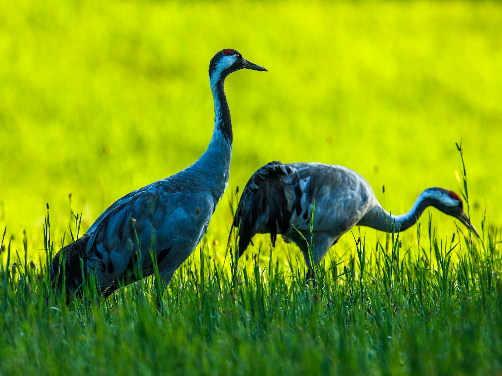 Common Crane