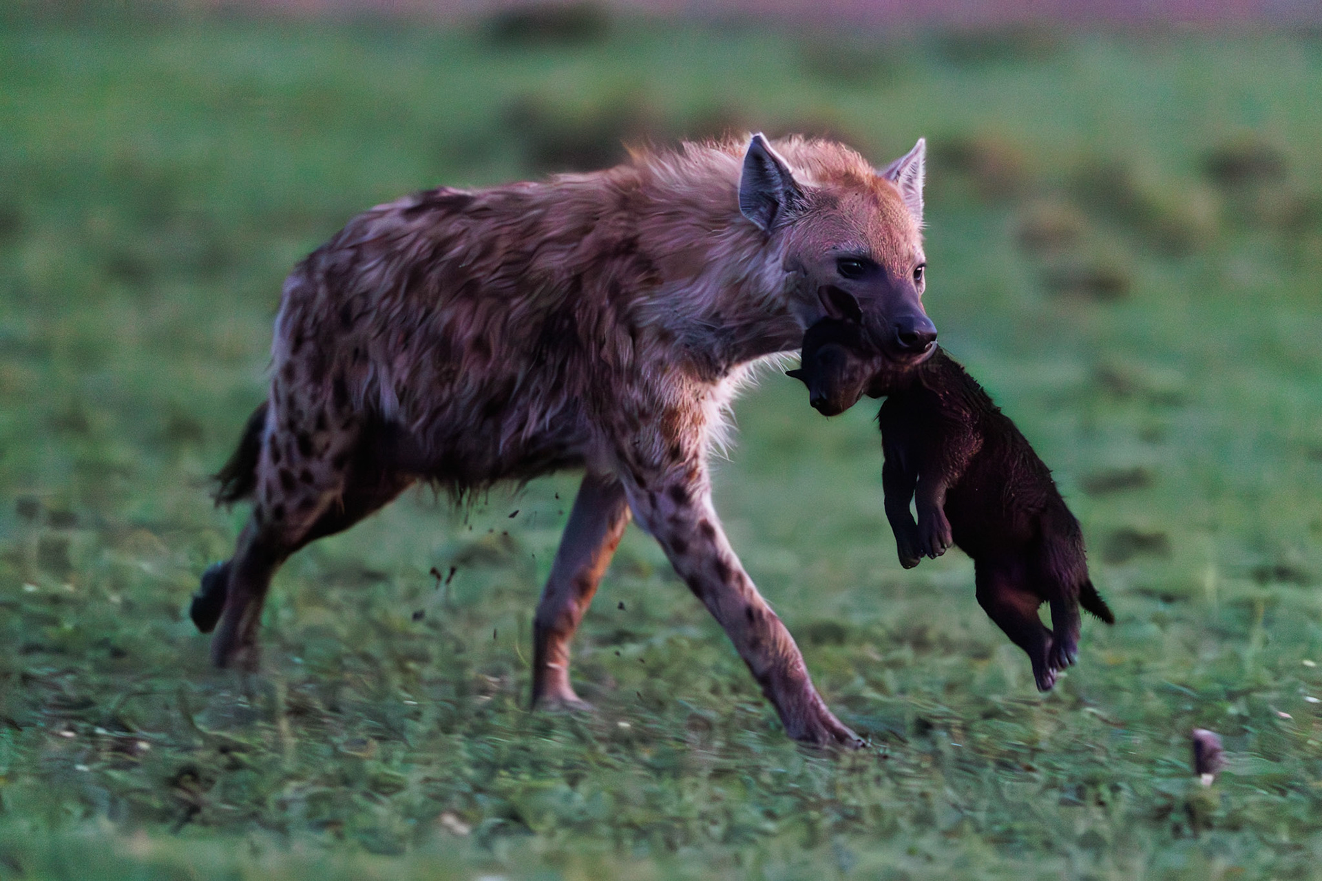 Spotted hyena in Masai Mara 2026