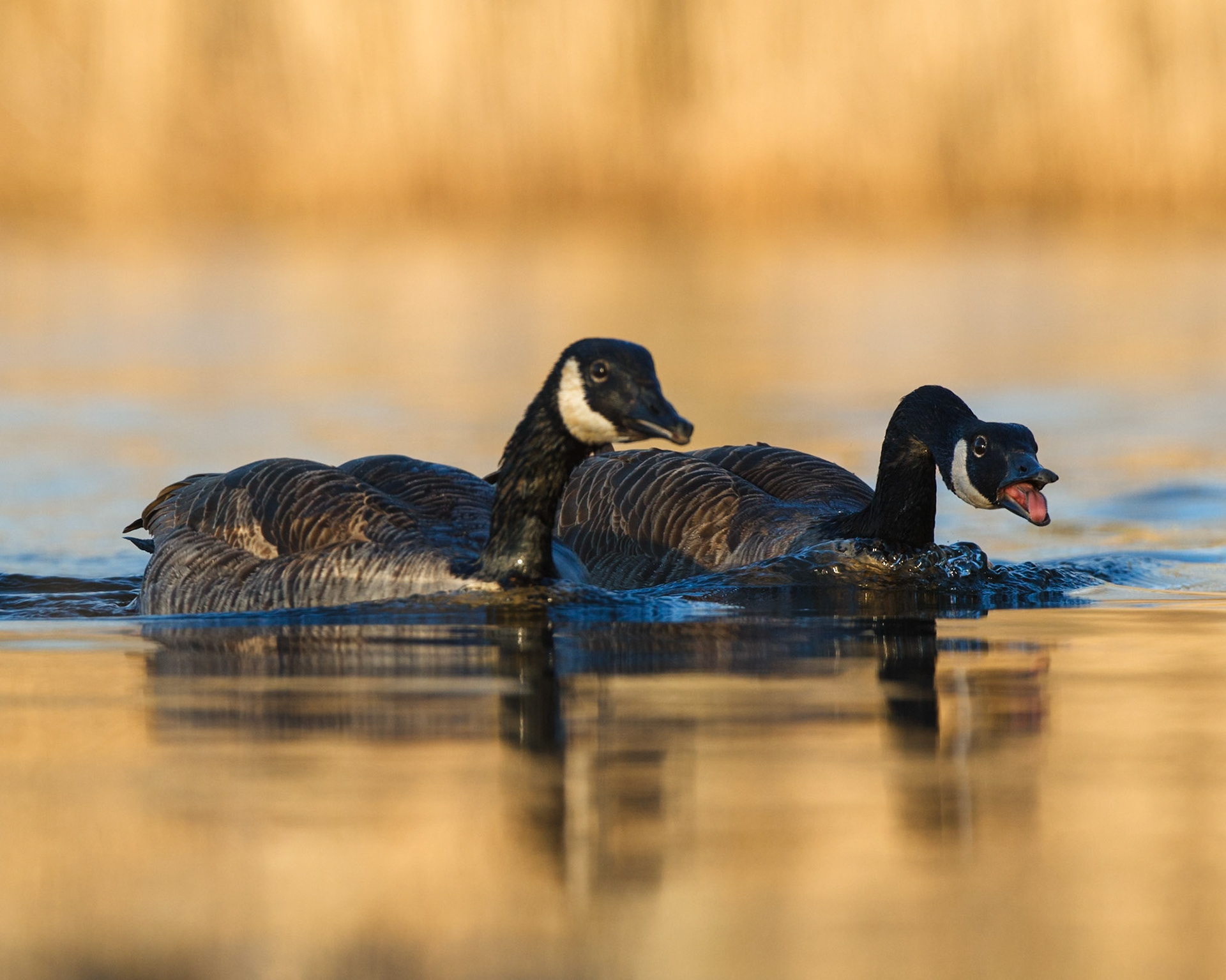 Canada Goose