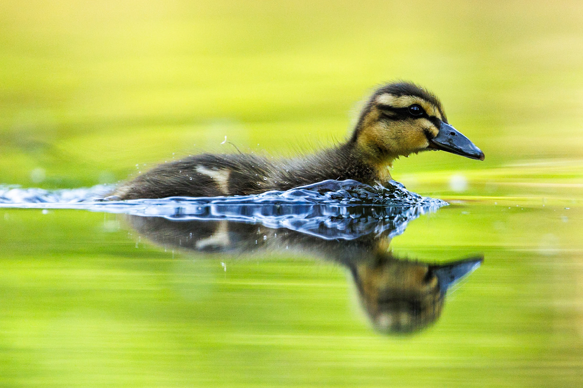 Mallard