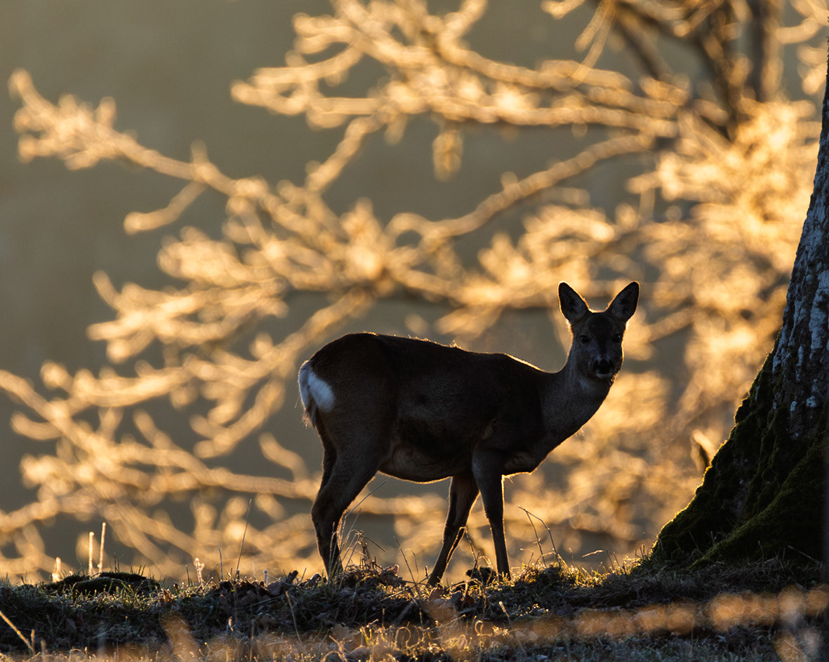 Roe deer