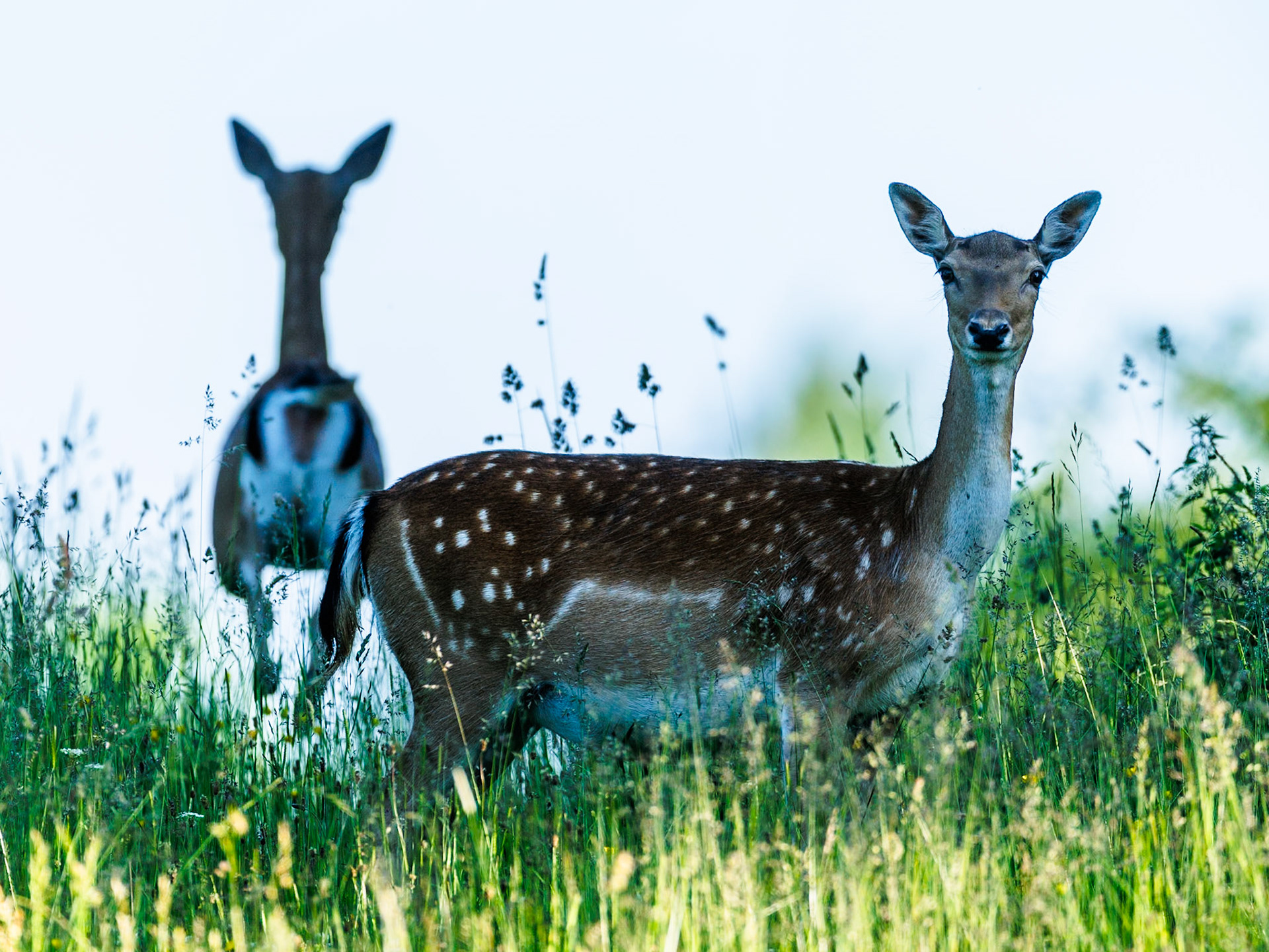 Fallow Deer
