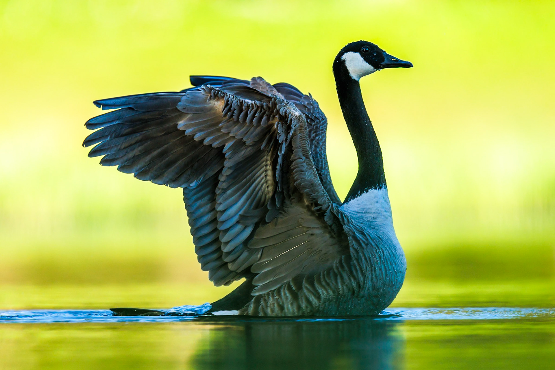 Canada Goose