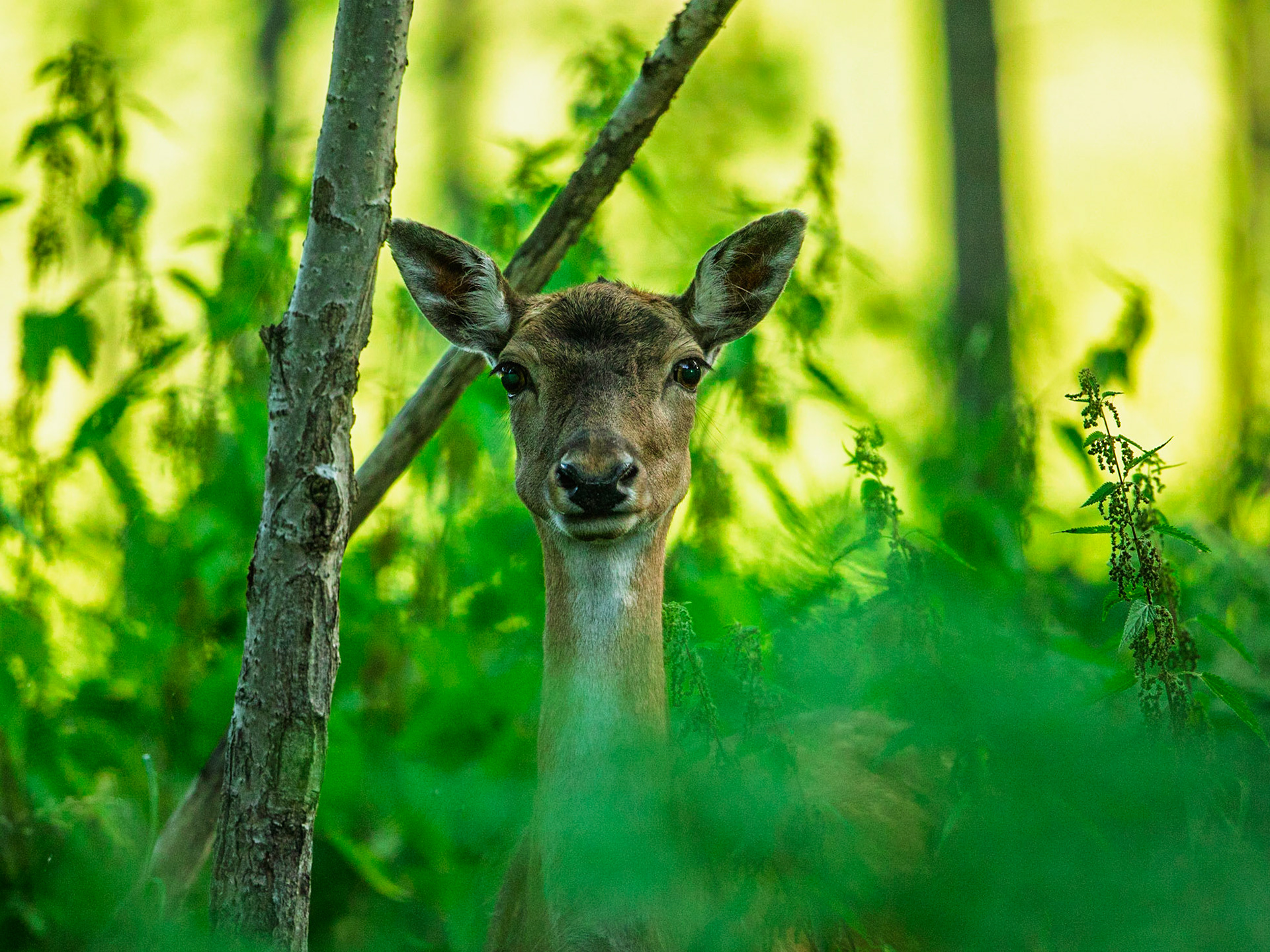 Fallow Deer
