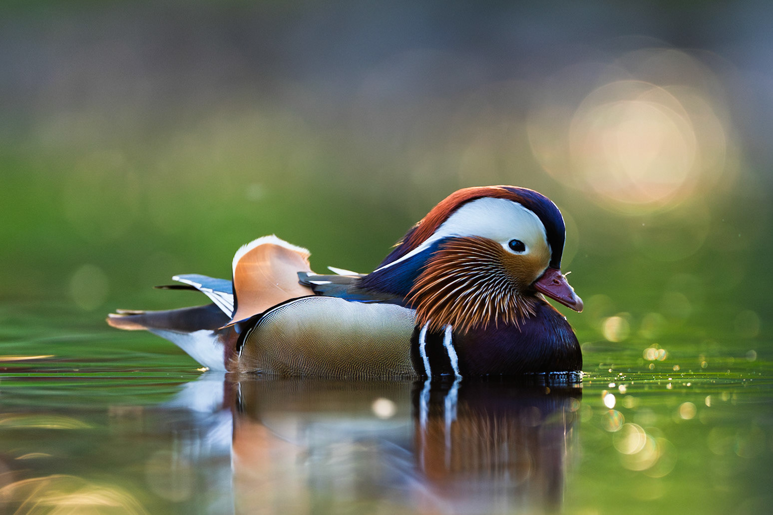 Mandarin Duck