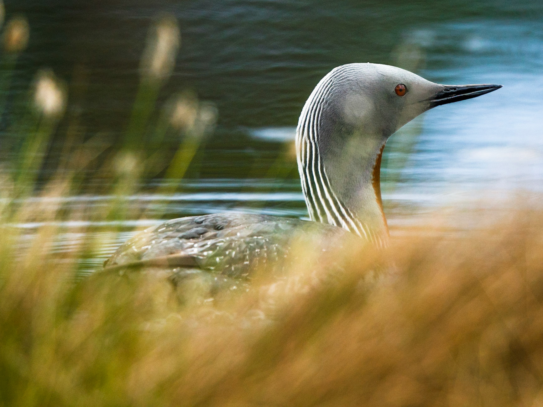 Red-throated Diver