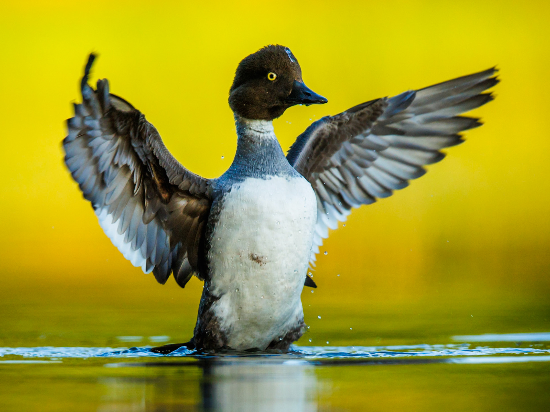 Common Goldeneye