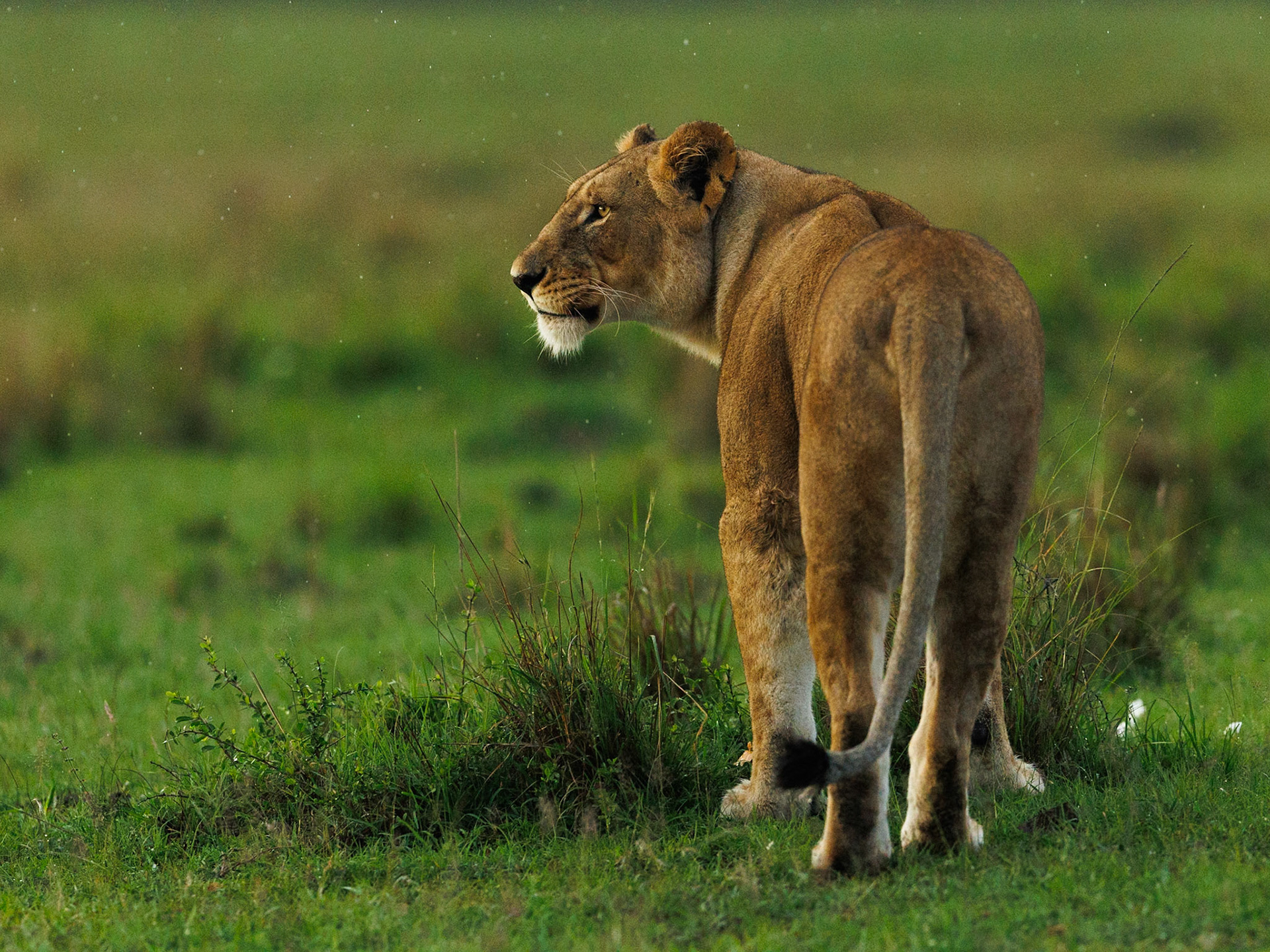 Lion in Masai Mara 2026