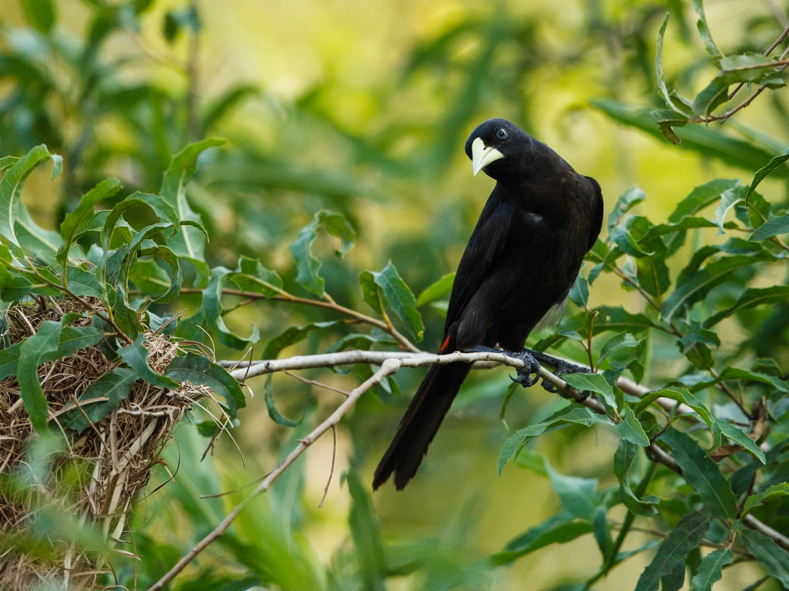 Red-Rumped Cacique