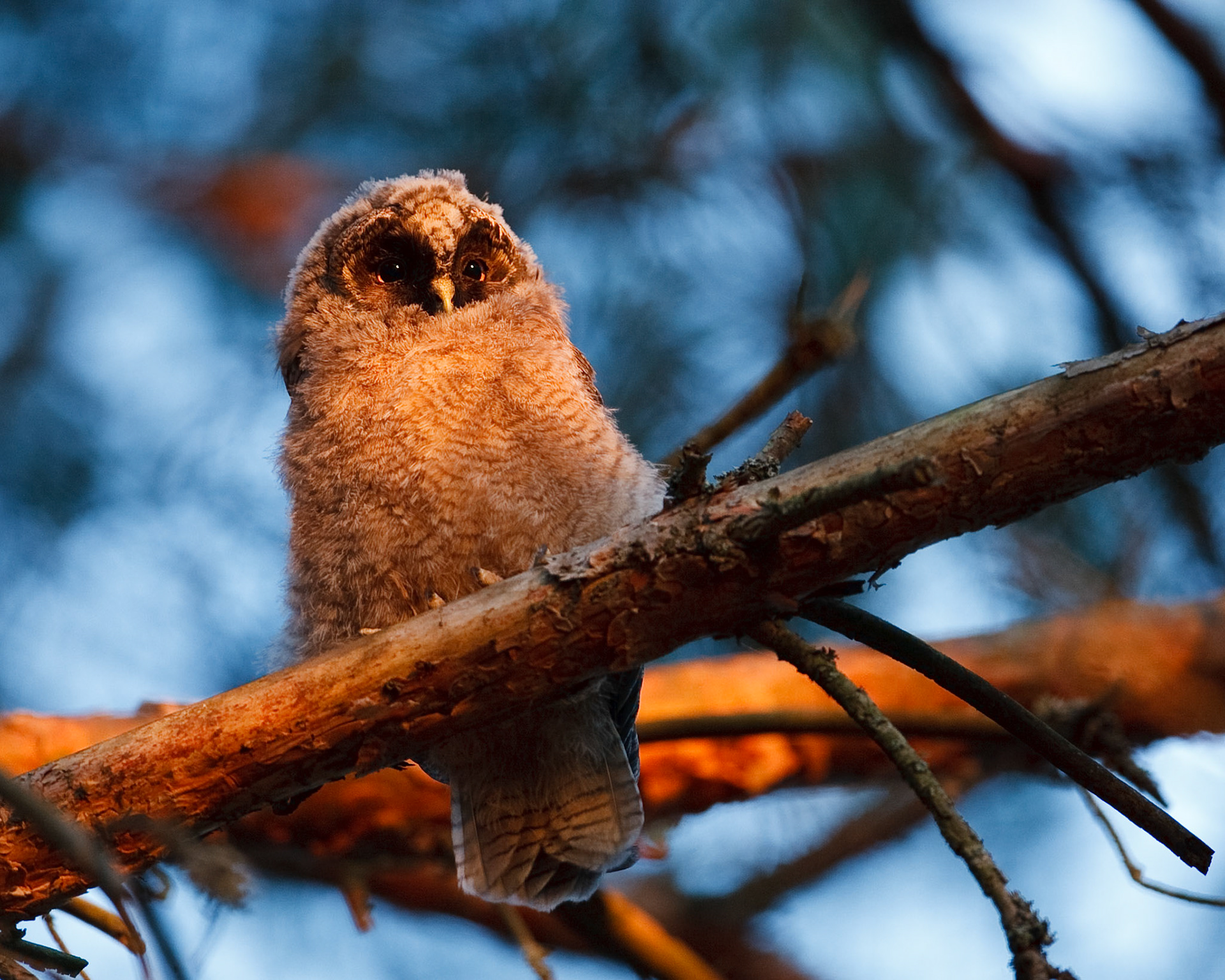 Long-eared owl