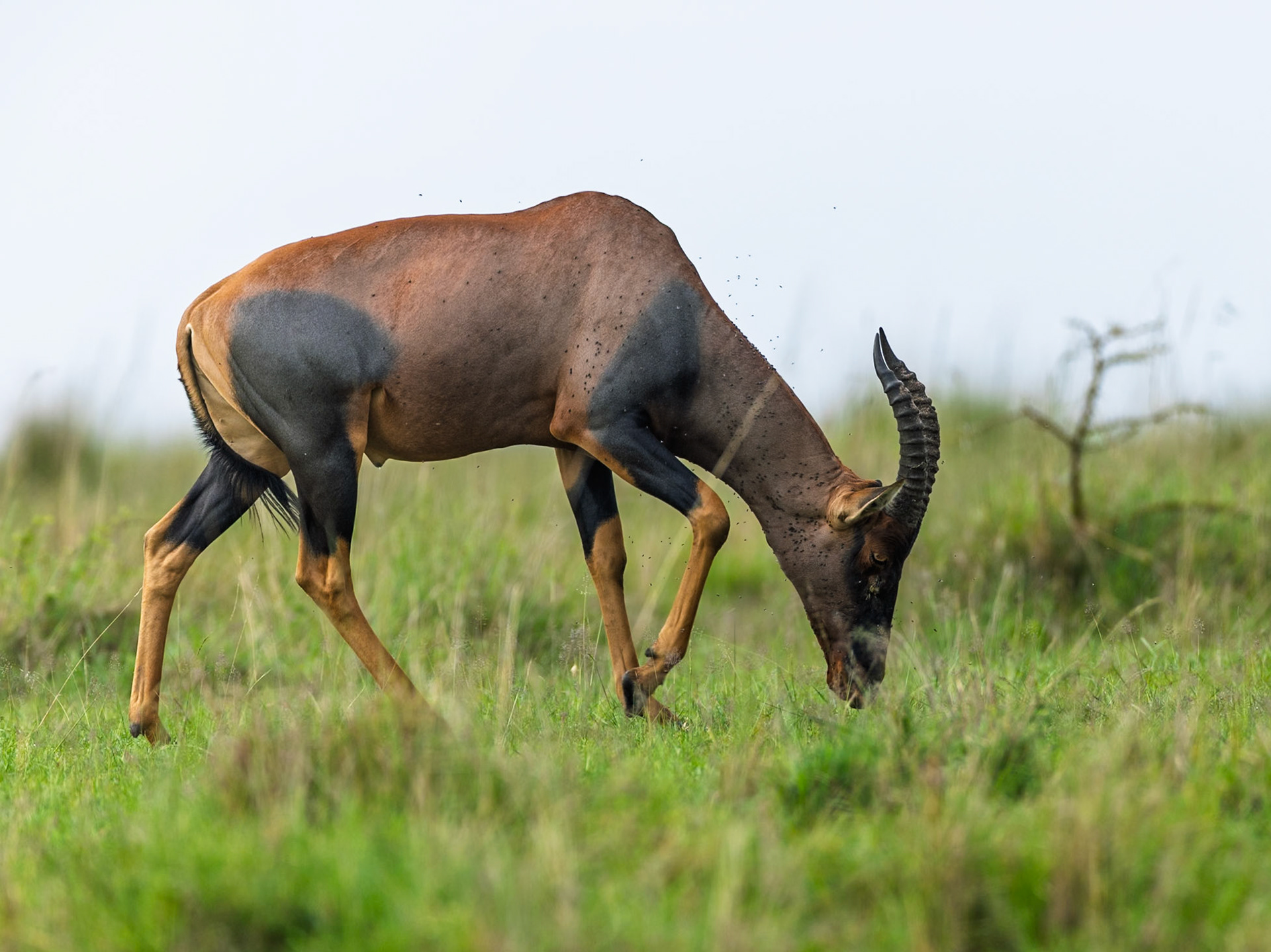 Topi in Masai Mara 2026