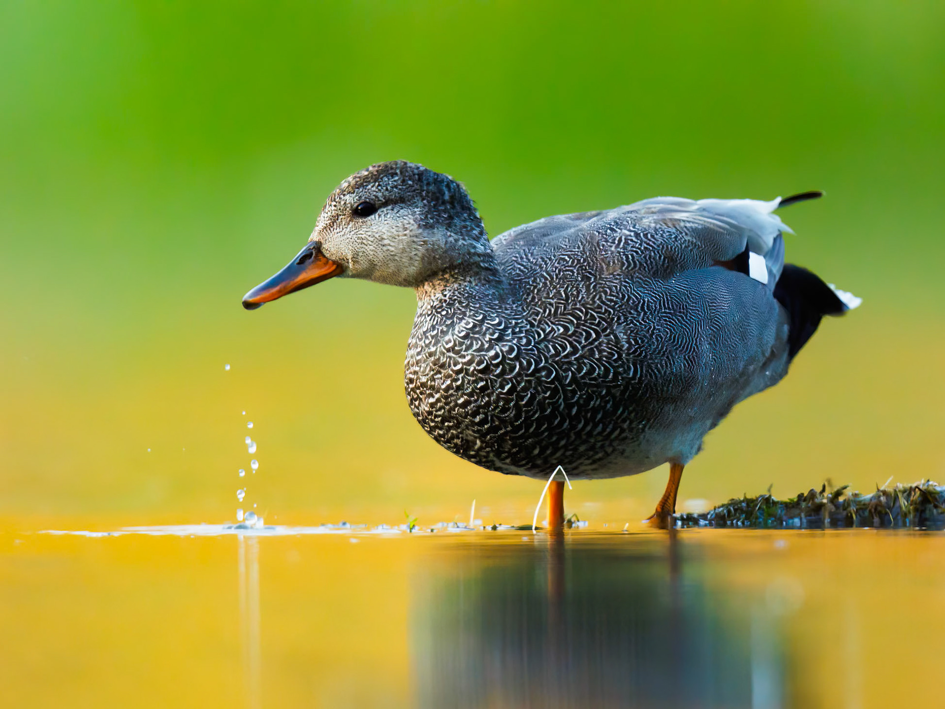 Gadwall