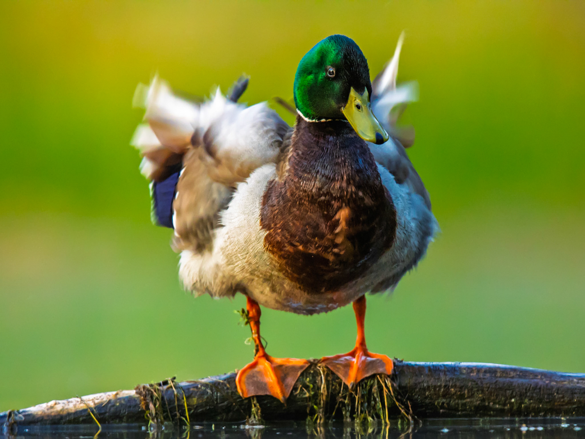 Mallard