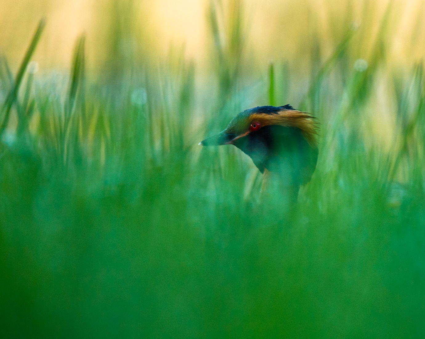 Slavonian Grebe