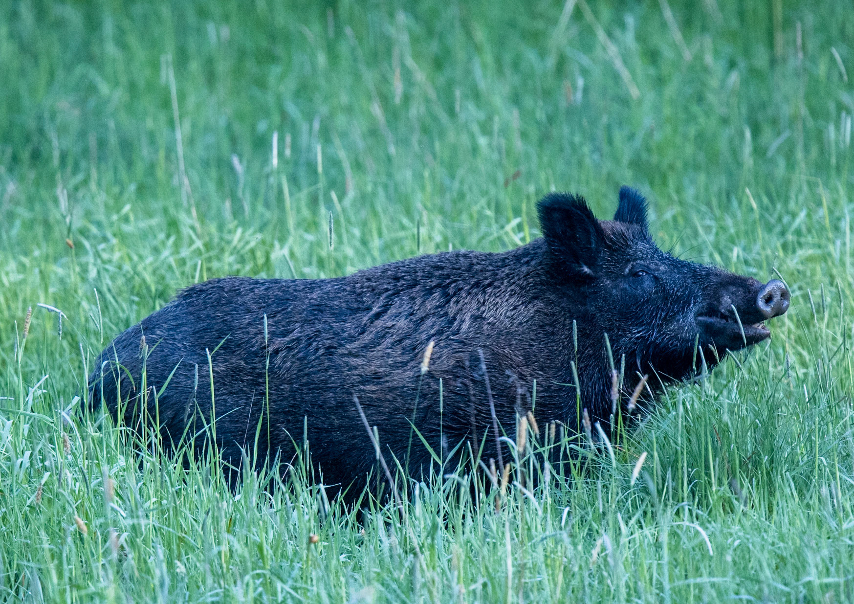 Wild Bore