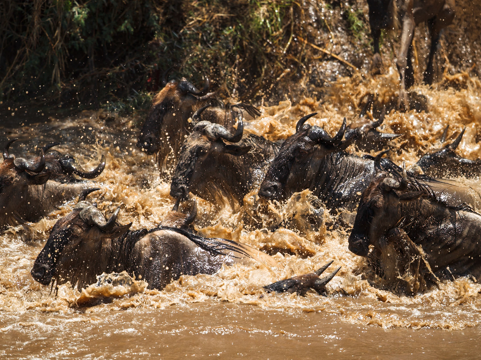 White-Bearded Wildebeest in Masai Mara 2014
