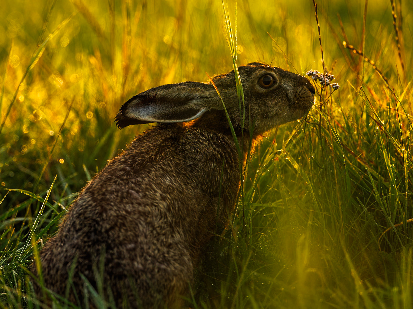 European Hare