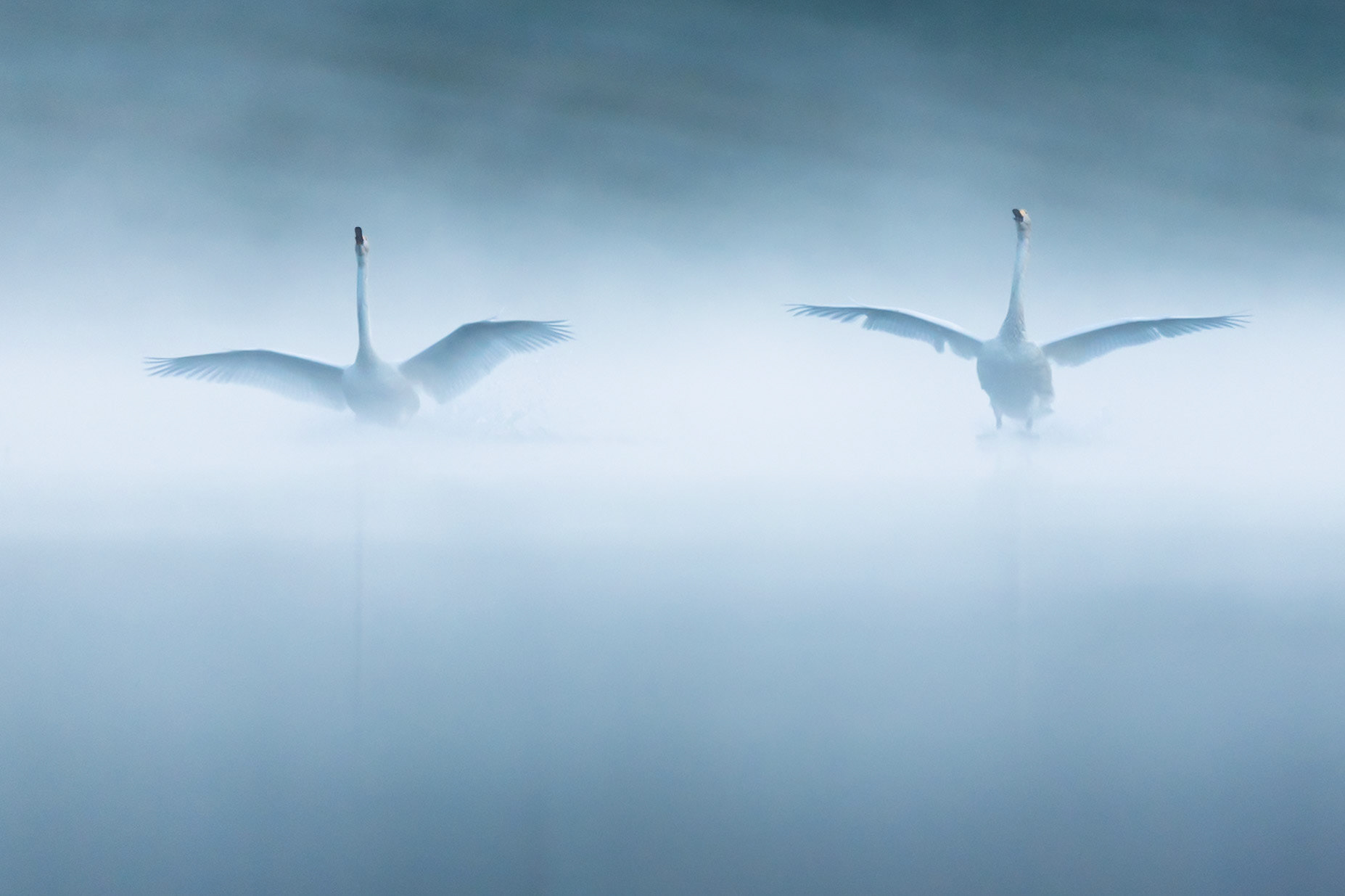 Mute Swan