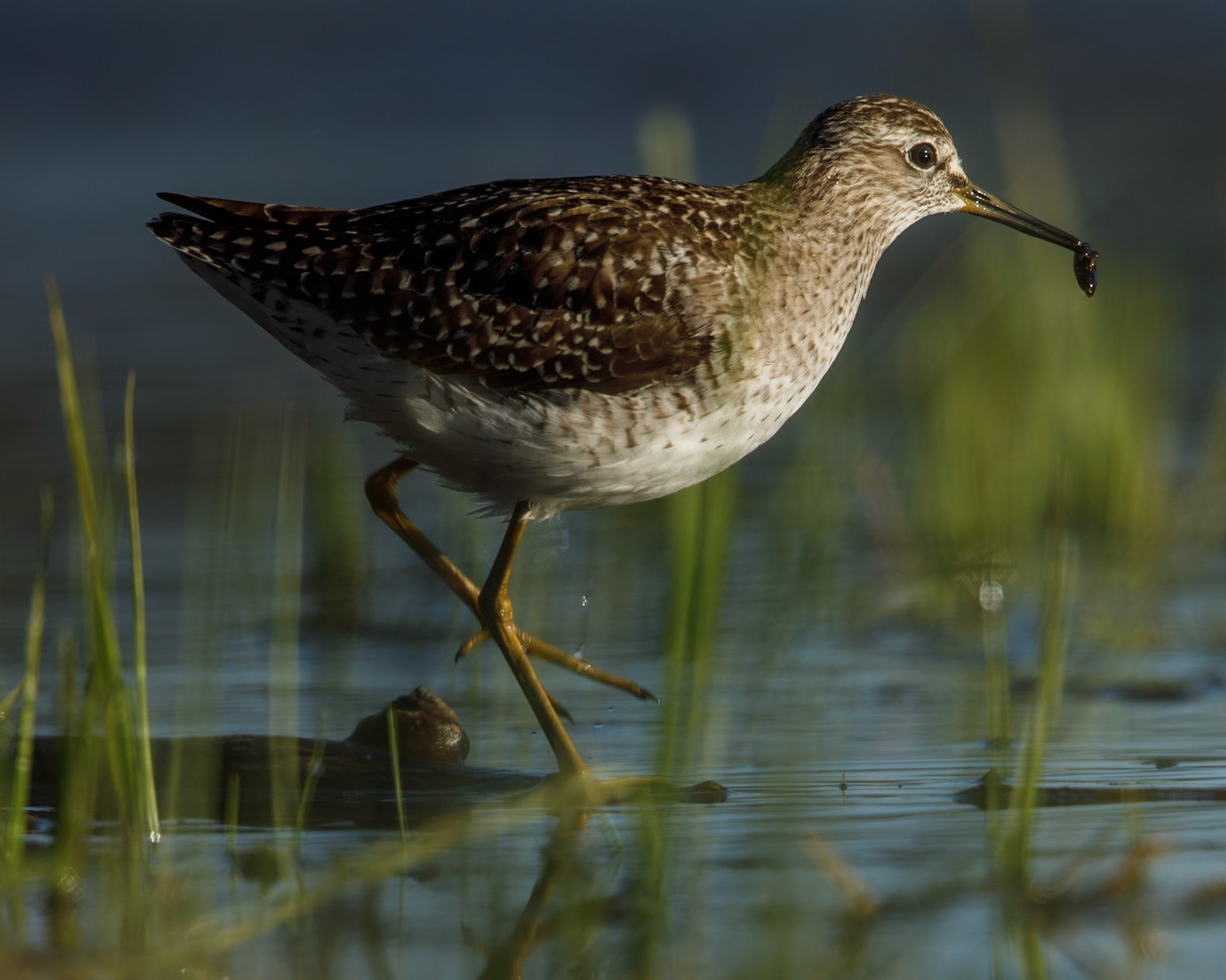 Common Sandpiper