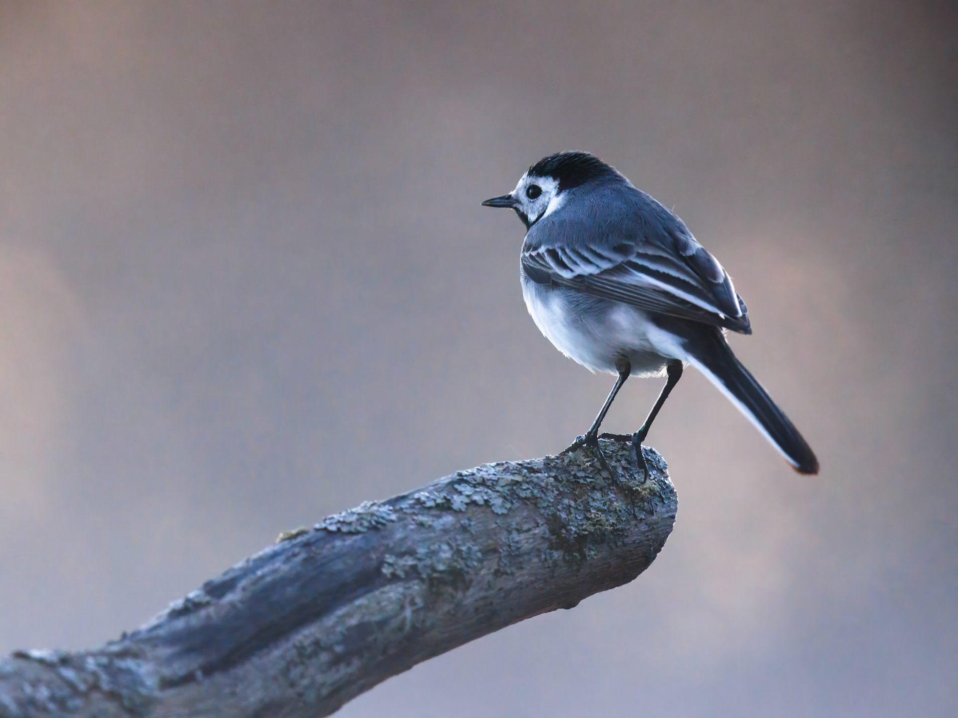 Wagtail