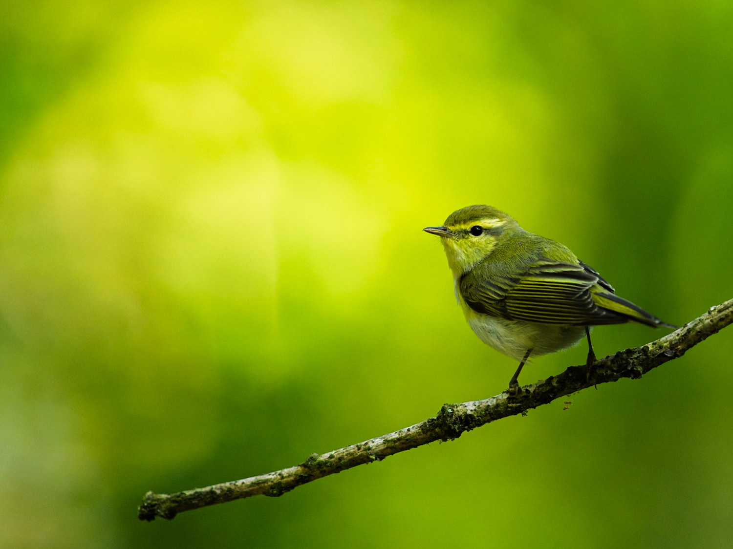 Green Warbler