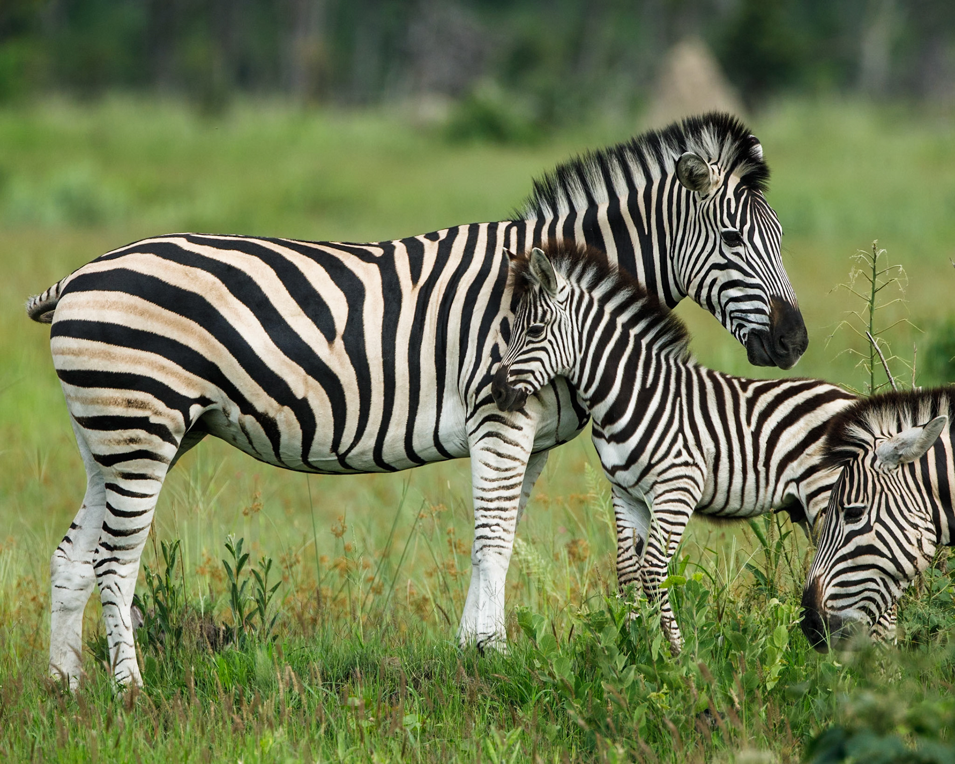 Plains zebra