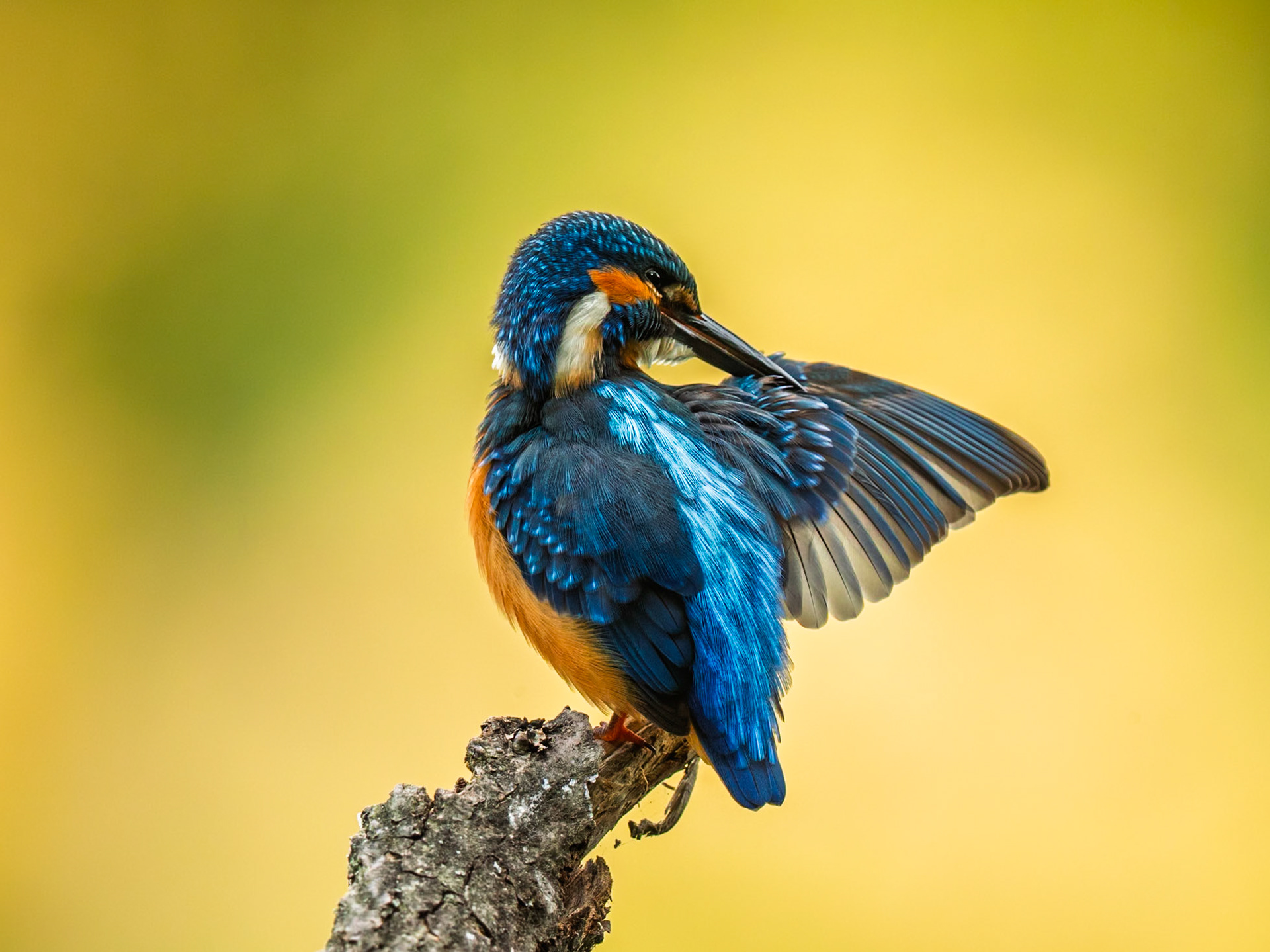 Common Kingfisher