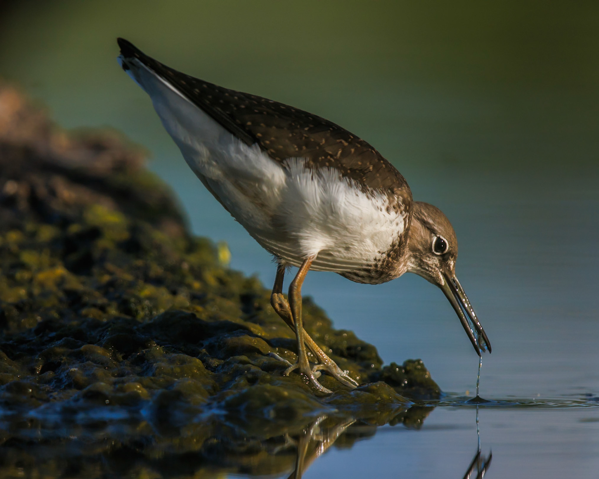 Common Sandpiper