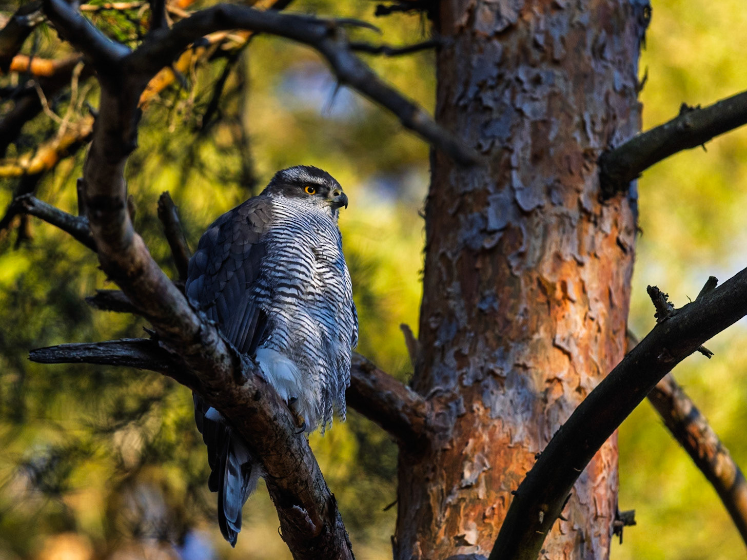 Northern Goshawk