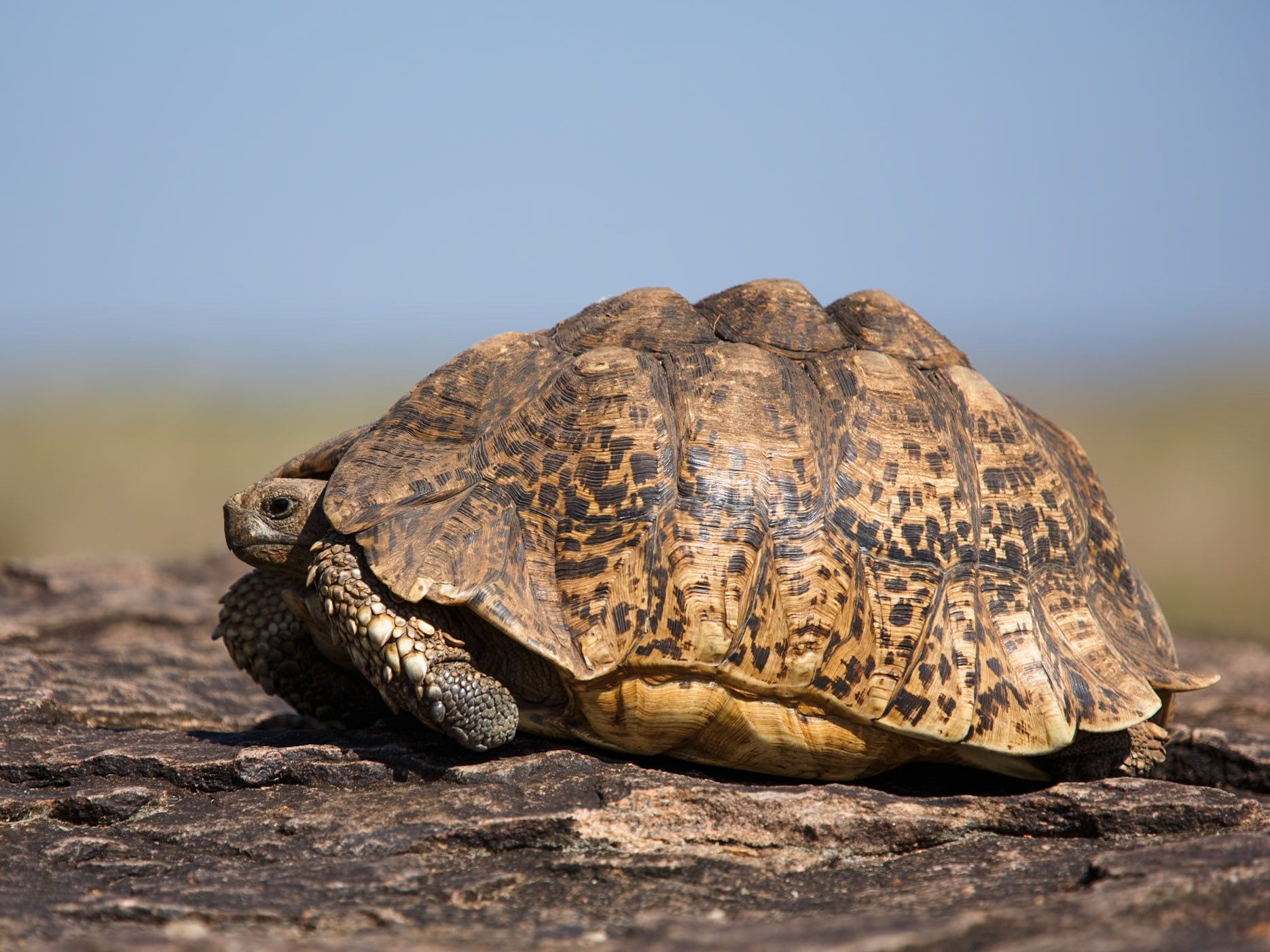 Leopard Tortoise